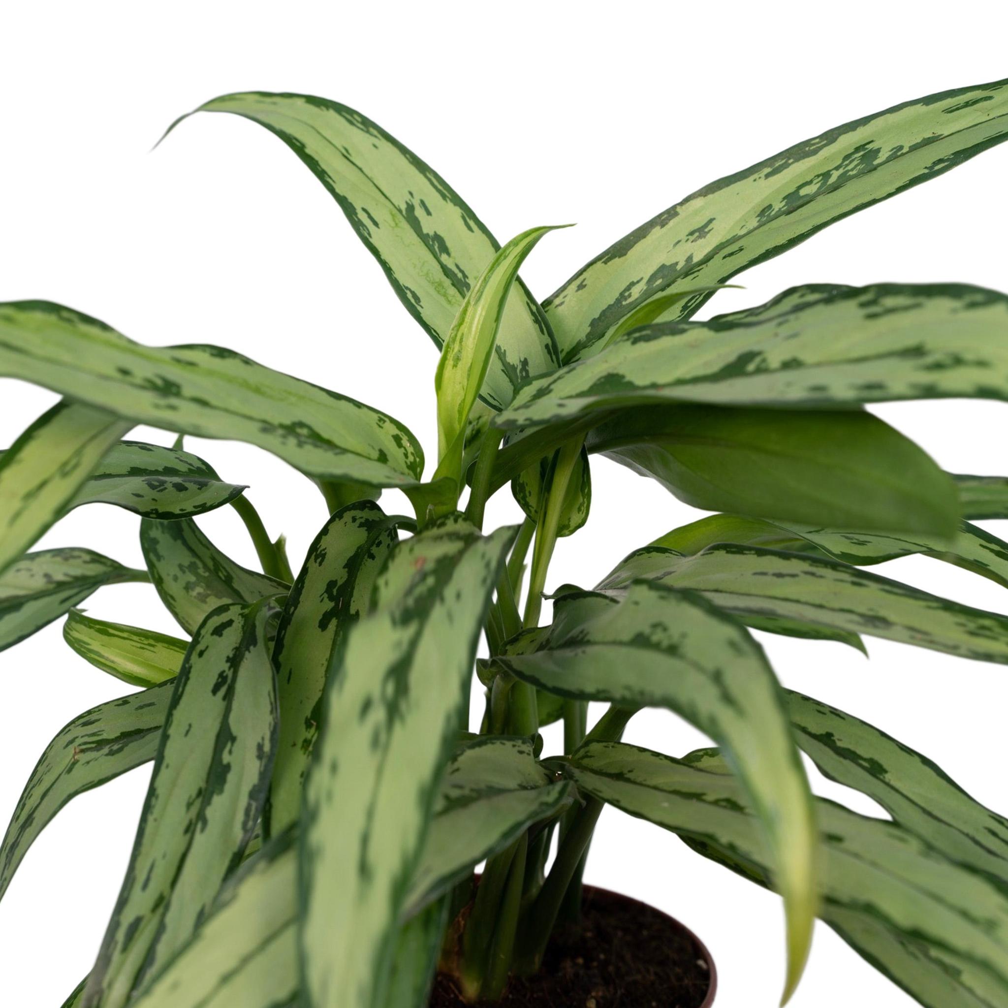 Kolbenfaden - Aglaonema Cutlass - Ø30cm - ↕12cm