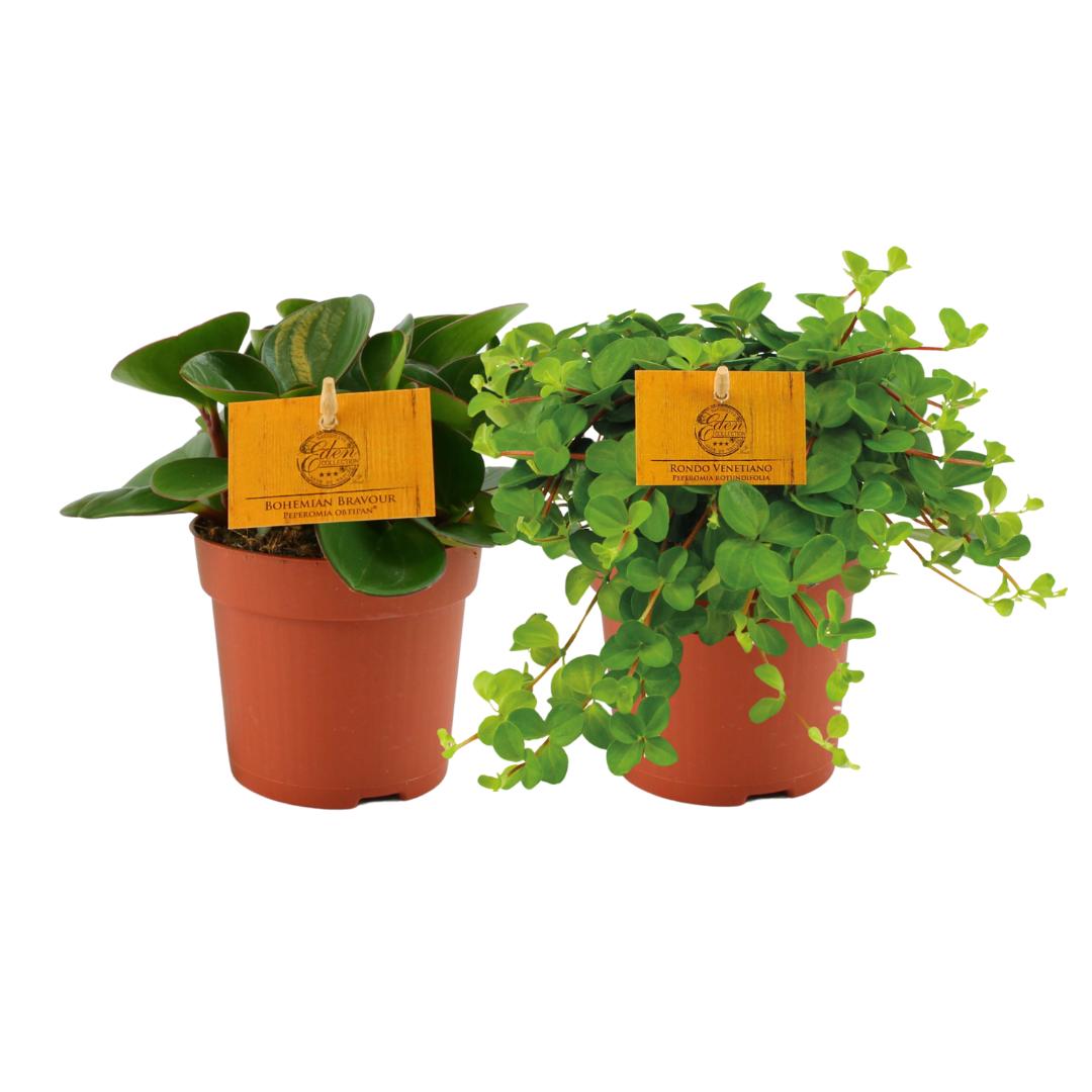 Peperomia Duo 1.0 - 2 Stücke - Ø10,5cm - ↕15cm