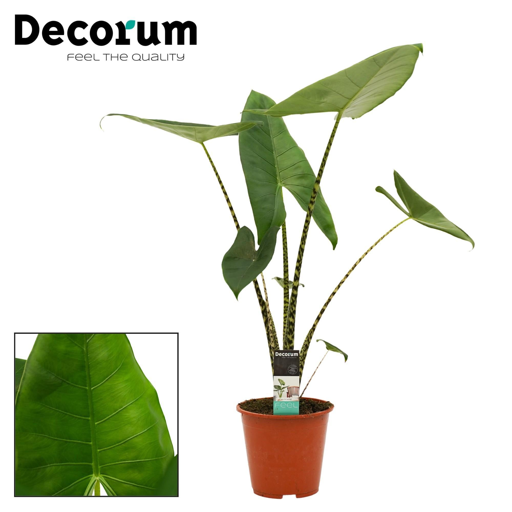 Elefantenohr - Alocasia Zebrina - Ø19cm - ↕65cm