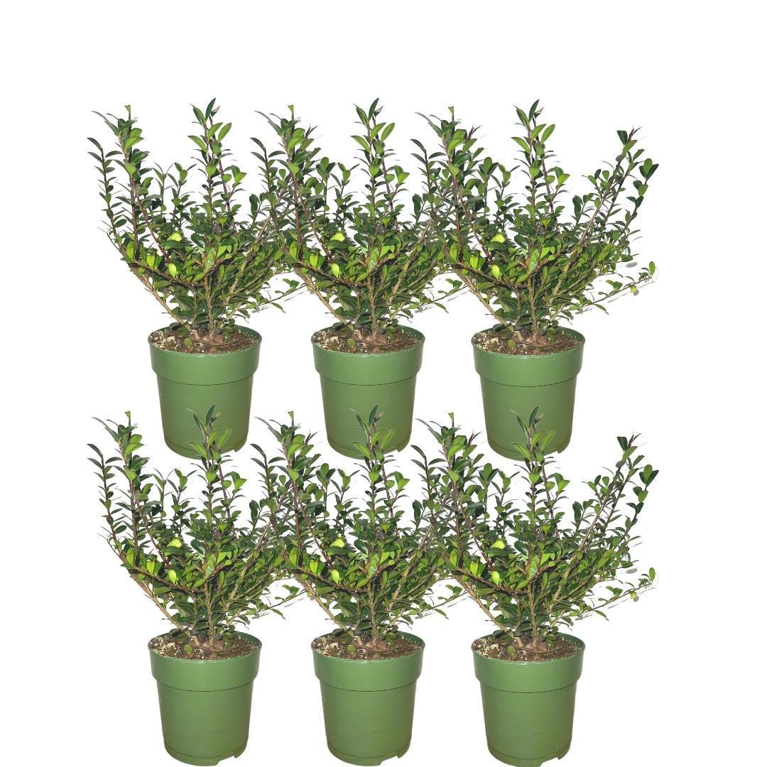 Japanische Stechpalmen - Ilex crenata 'Jenny'® - Pflanzenset mit 6 winterharten Heckenpflanzen - ImmergrÃ¼ne Hecke - Direkt von der Gärtnerei geliefert