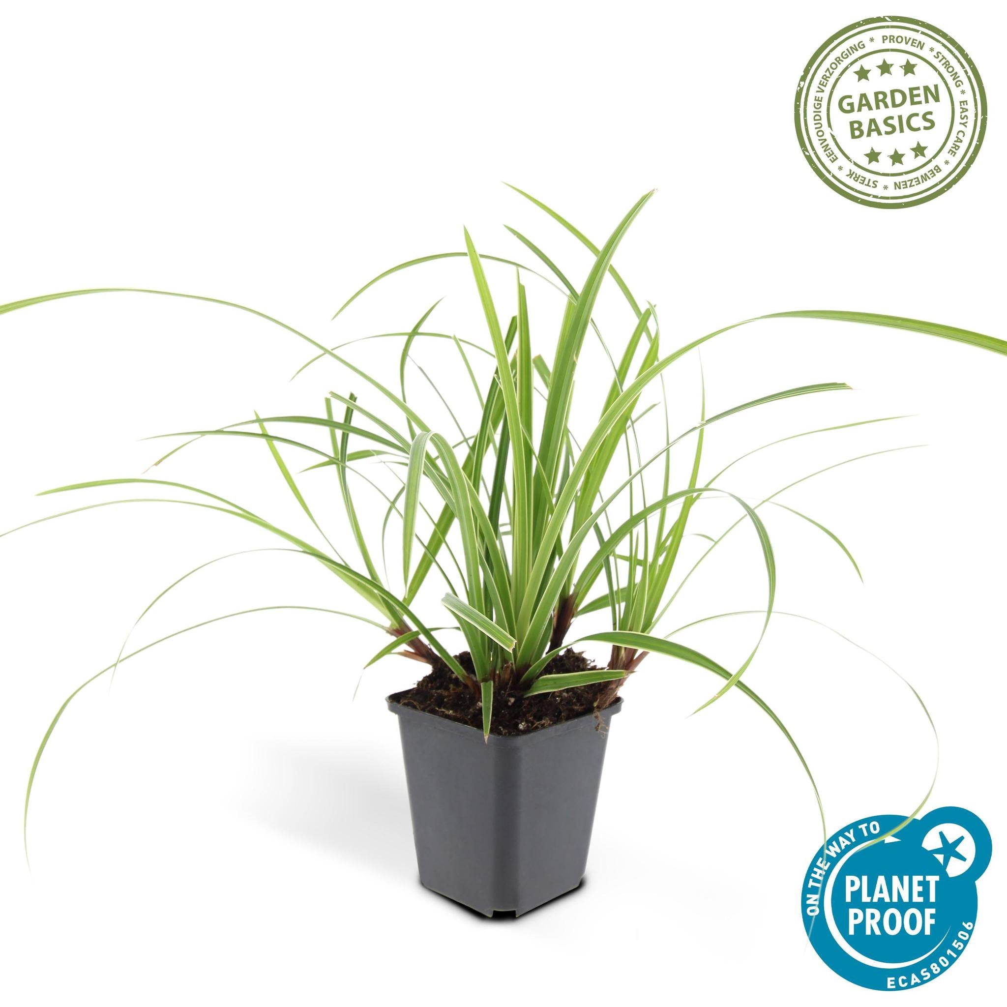 Ziergras - Carex morrowii 'Ice Dance' - ↕10-25cm - Ø9cm - 20 Stück