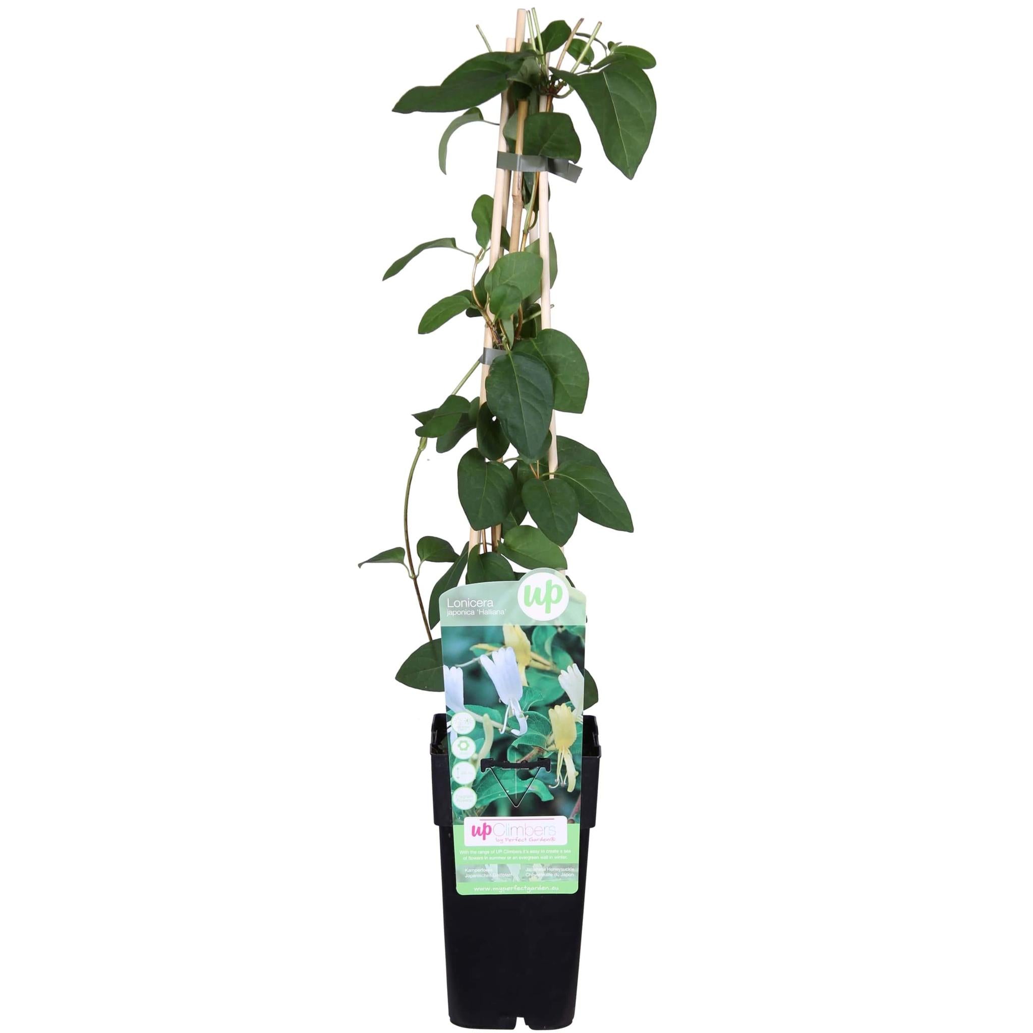 Japanisches Geißblatt 'Halliana - Lonicera japonica 'Halliana' - Ø15cm - ↕65cm