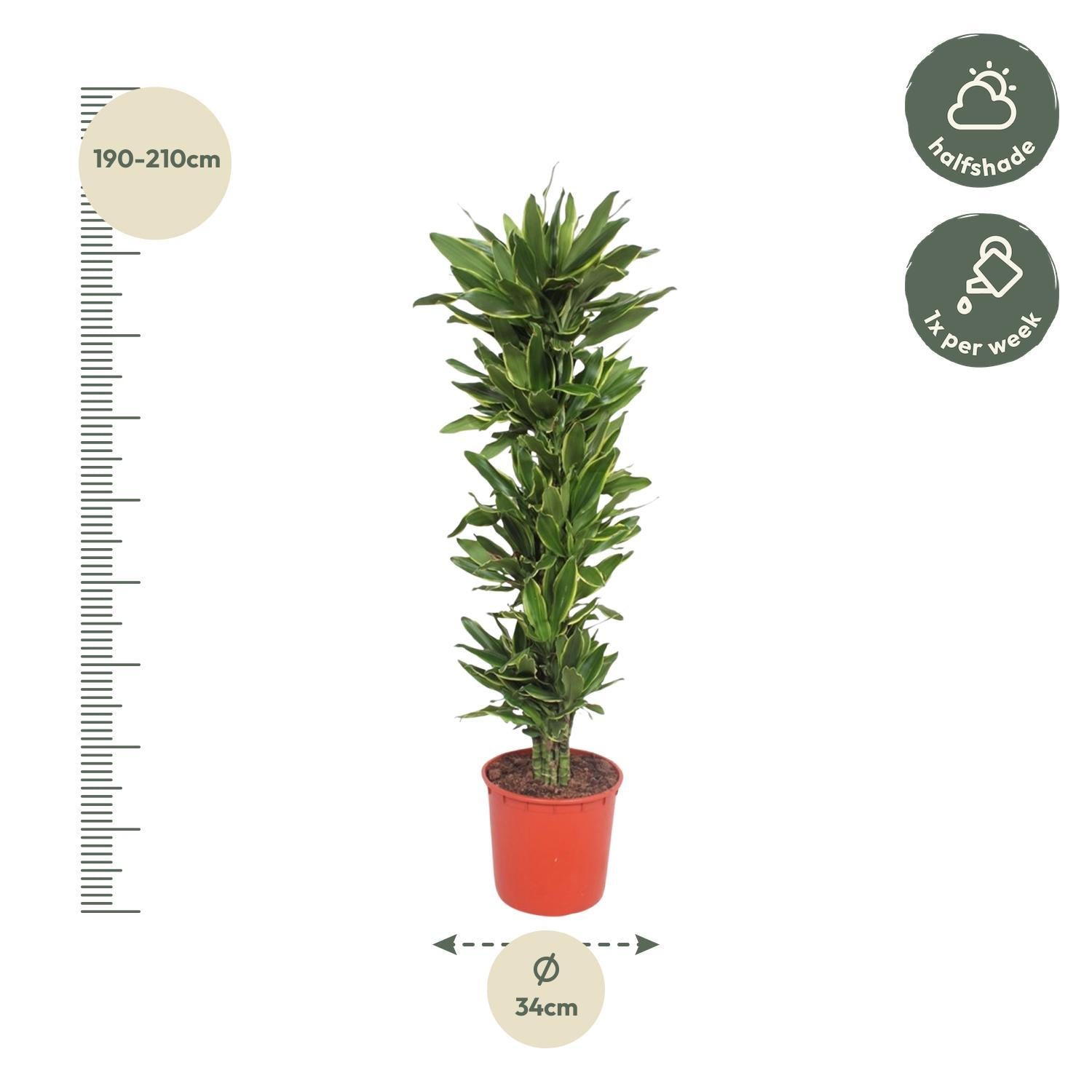 Dracaena Gouden Kust - 200 cm - ø34