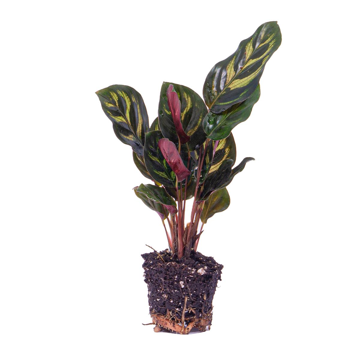 Pfauenpflanze - Calathea Makoyana -  Pfauenpflanze - Terrarium Pflanze Topfgröße 6