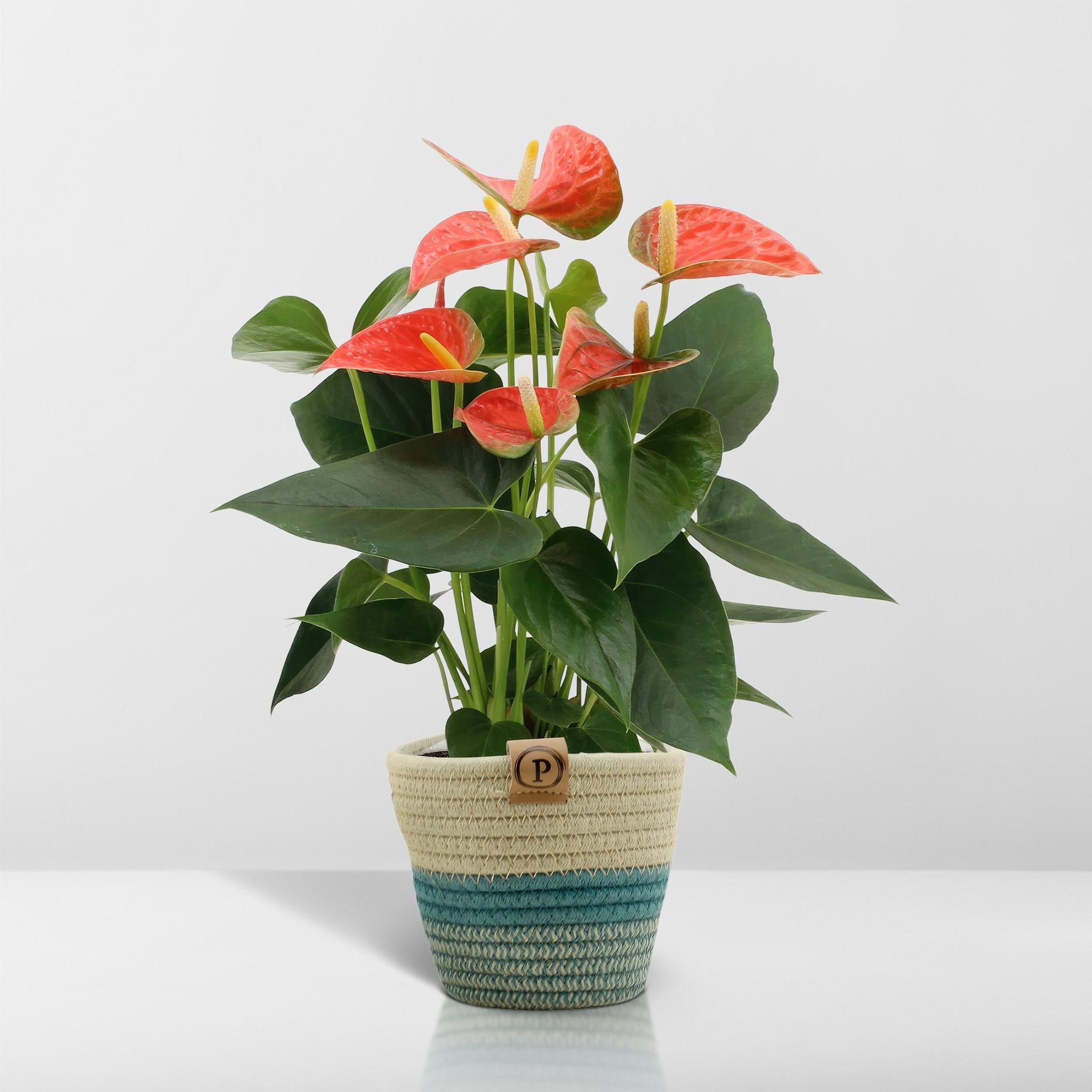 Anthurium andreanum Prins van Oranje incl. PURE mand - 45cm - Ø12