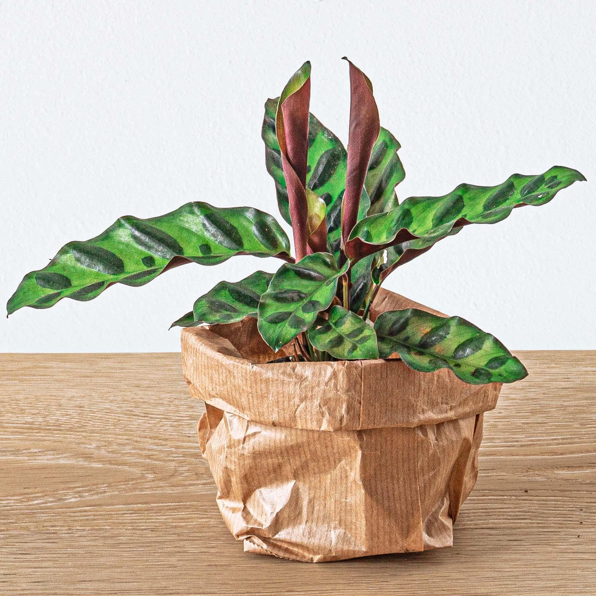 Klapperschlangenpflanze -  Calathea Lancifolia - Terrariumpflanze  - Topfgröße 6