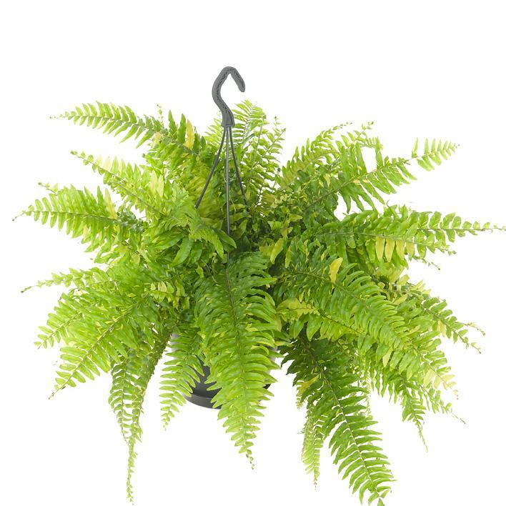 Nephrolepis Tiger Fern - Ø20cm - ↕60cm