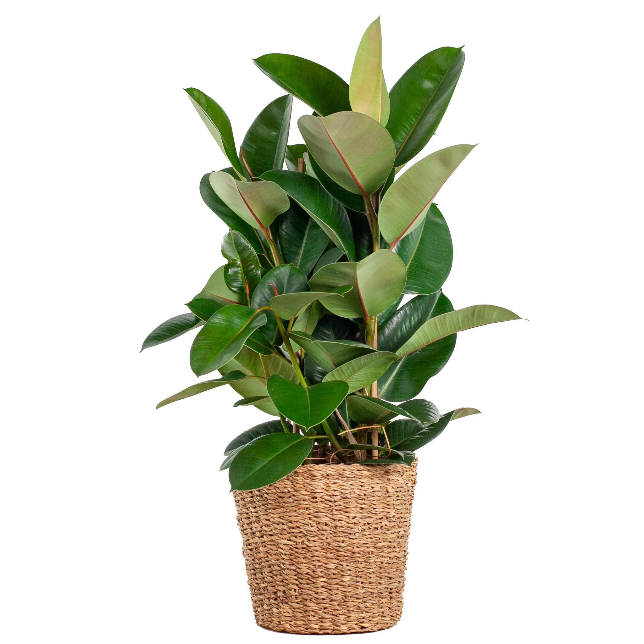 Gummibaum - Ficus Elastica Robusta XL mit Korb Torun - 90cm - Ø27