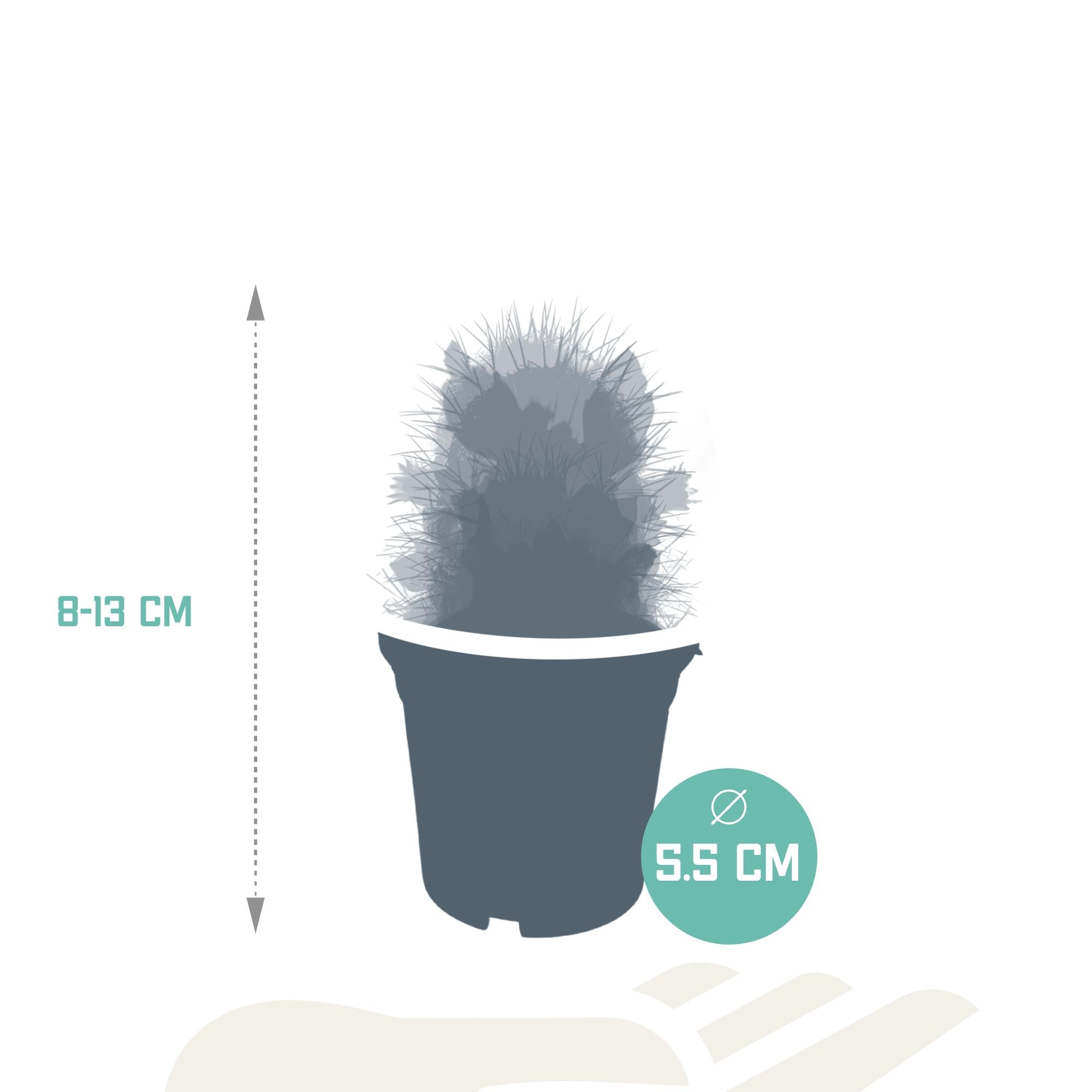 Cactusmix 5,5 cm - zonder pot bloeiend - 5x