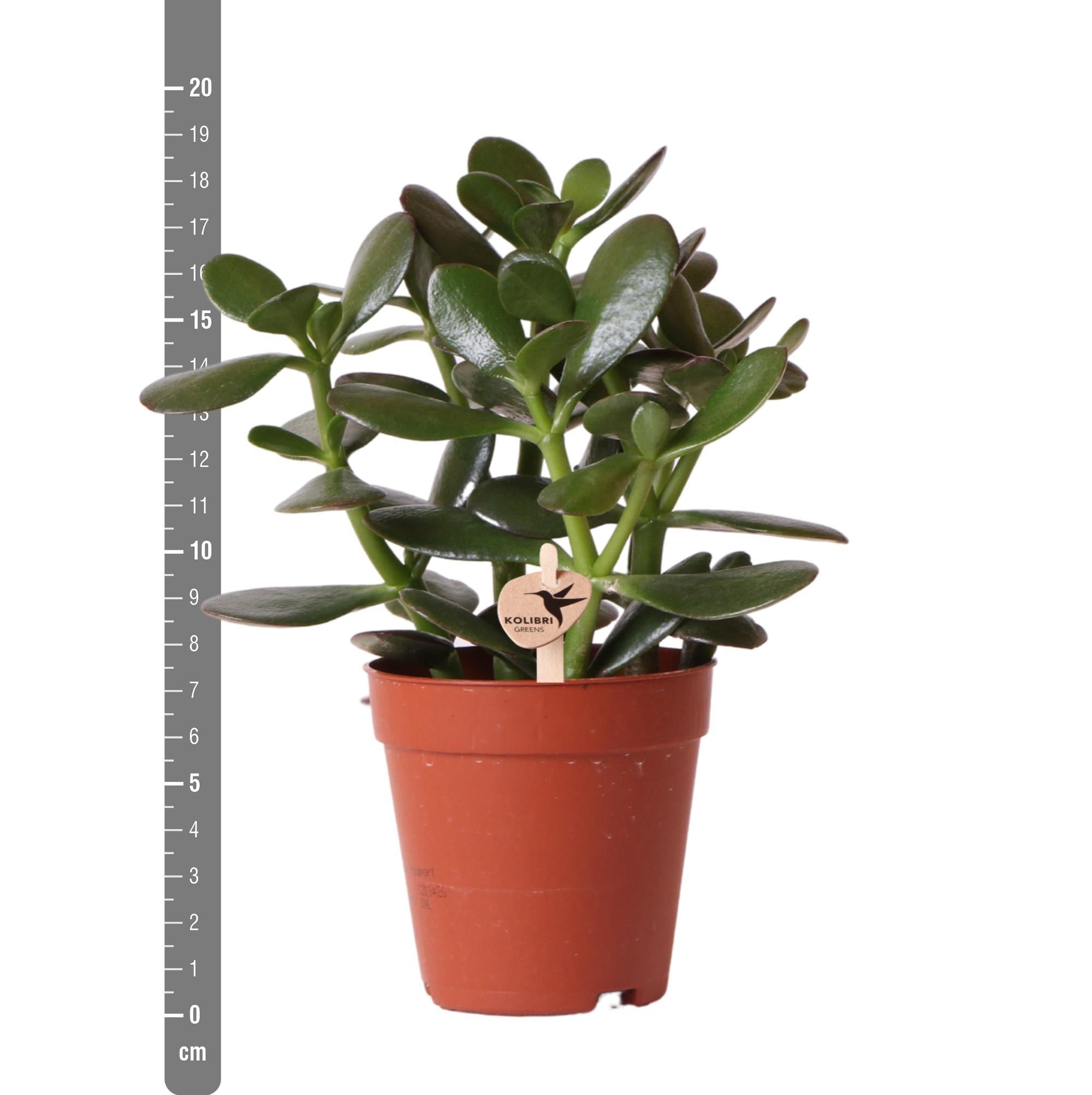 Gummibaum - Crassula Ovata - Ø9cm - Geldbaum, Glückspflanze, Jadepflanze