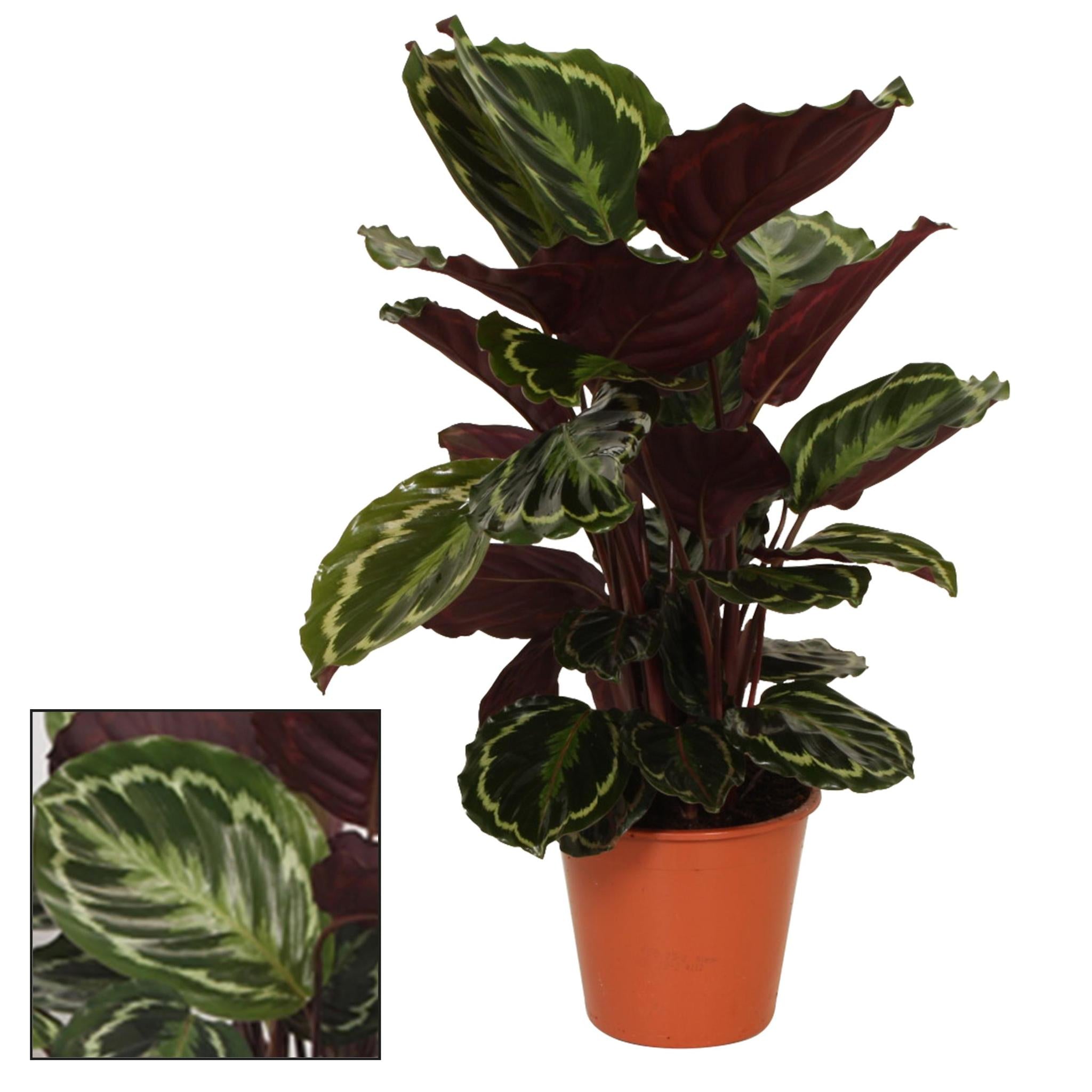 Calathea Medaillon - Korbmarante  - Ø19 ↕75