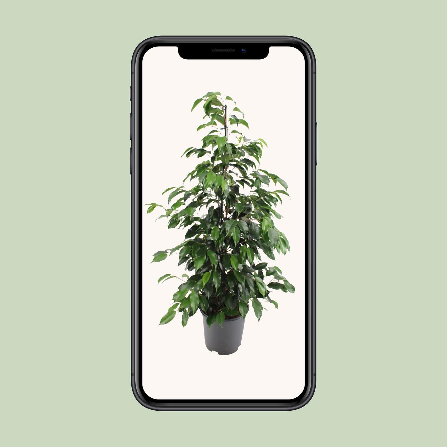 Birkenfeige - Ficus benjamina Danielle - Ø21cm - ↕95cm