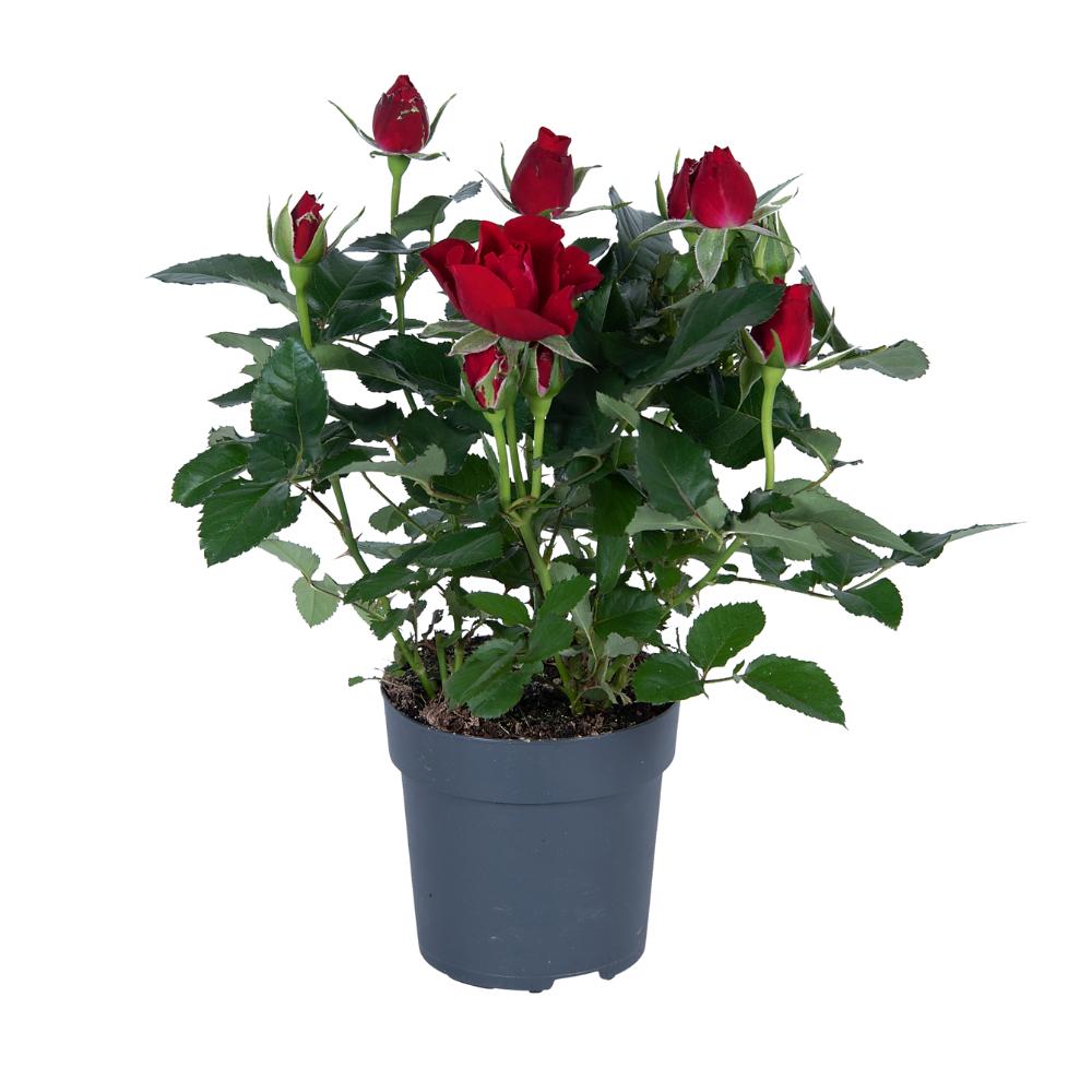 Rose rot - Ø17cm - ↕45cm