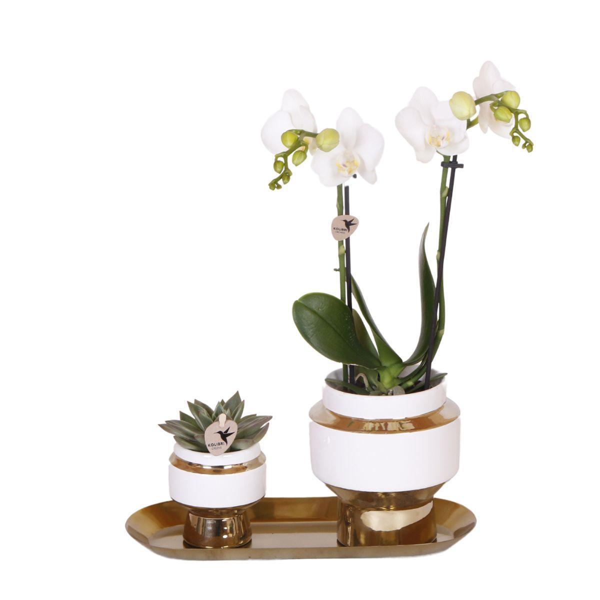 Hummingbird Company - Witte orchidee en vetplant op gouden dienblad