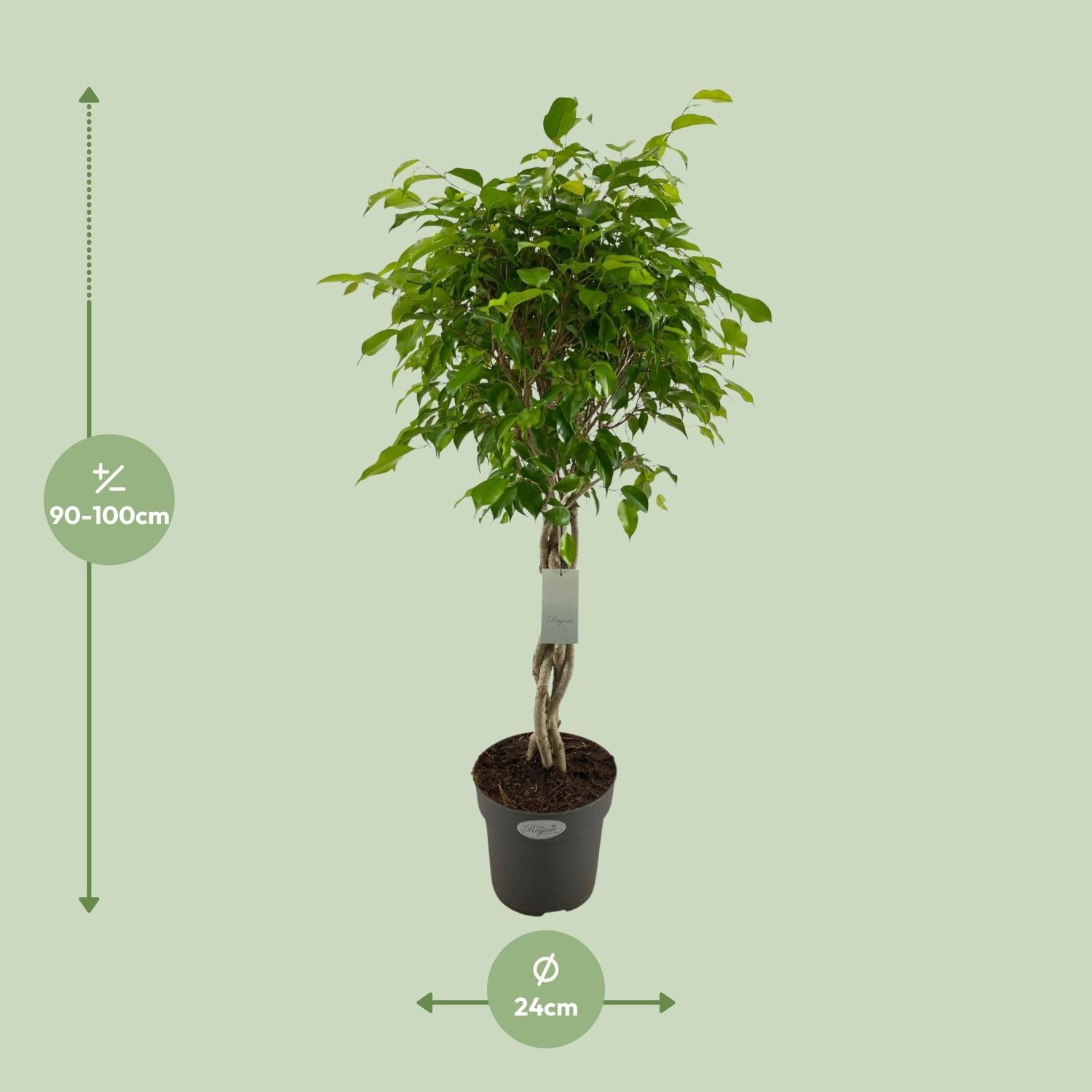 Birkenfeige - Ficus Benjamina Exotica - Ø24cm - ↕100cm