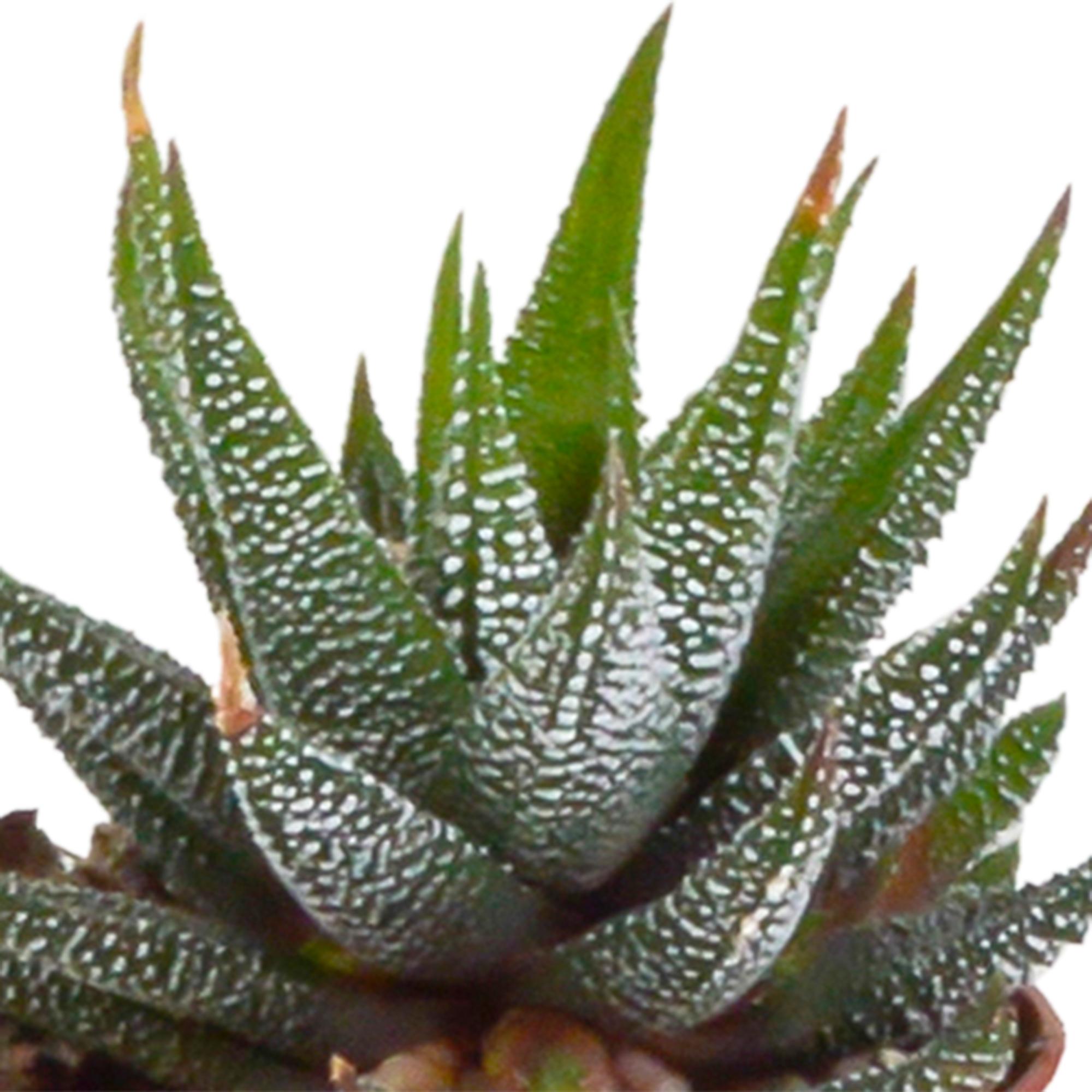 Pflanzen Mix - Gasteria/Haworthia-Mischung 5,5cm - im weißer Topf   5 Stück