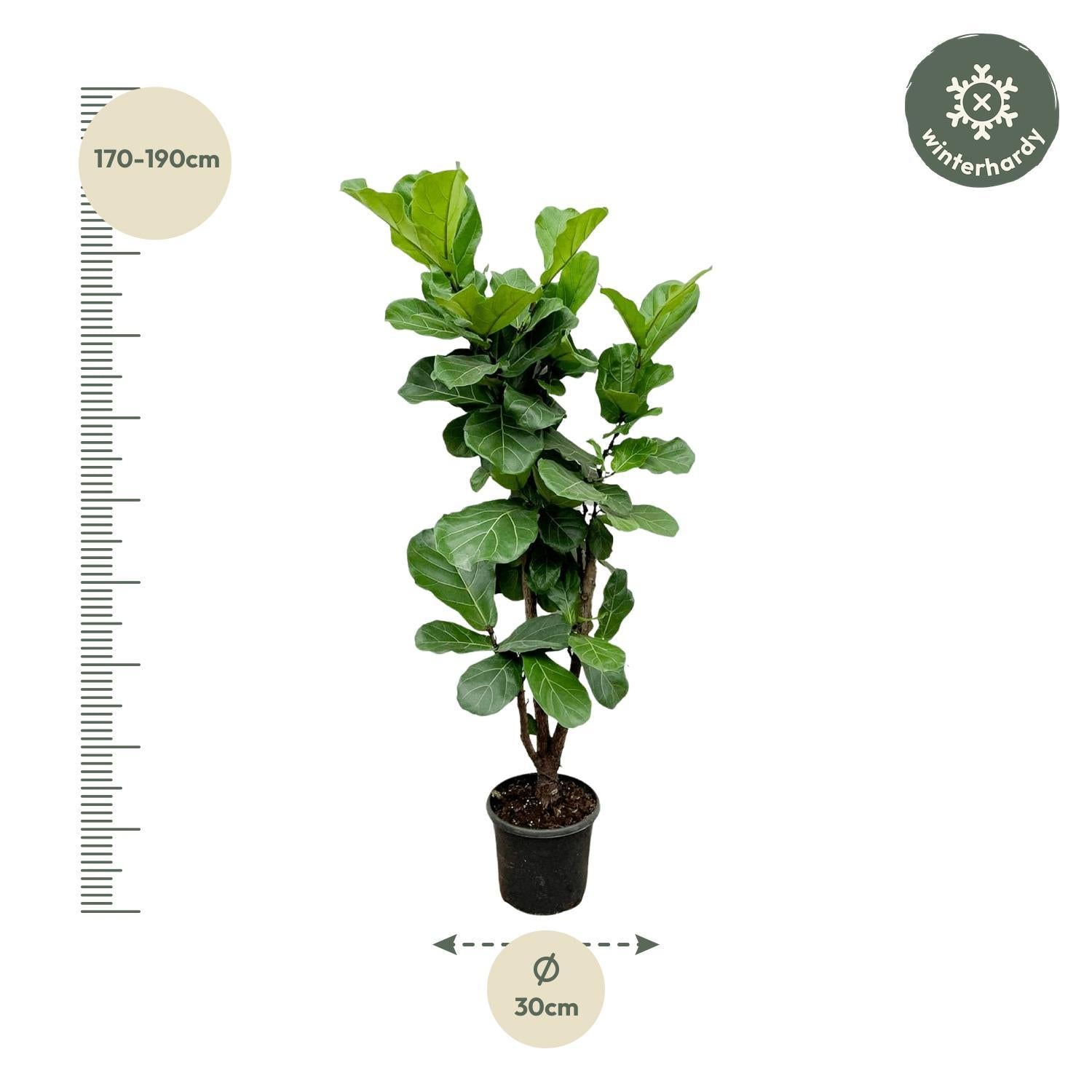 Geigenfeige - Ficus Lyrata - 180cm - ⌀30