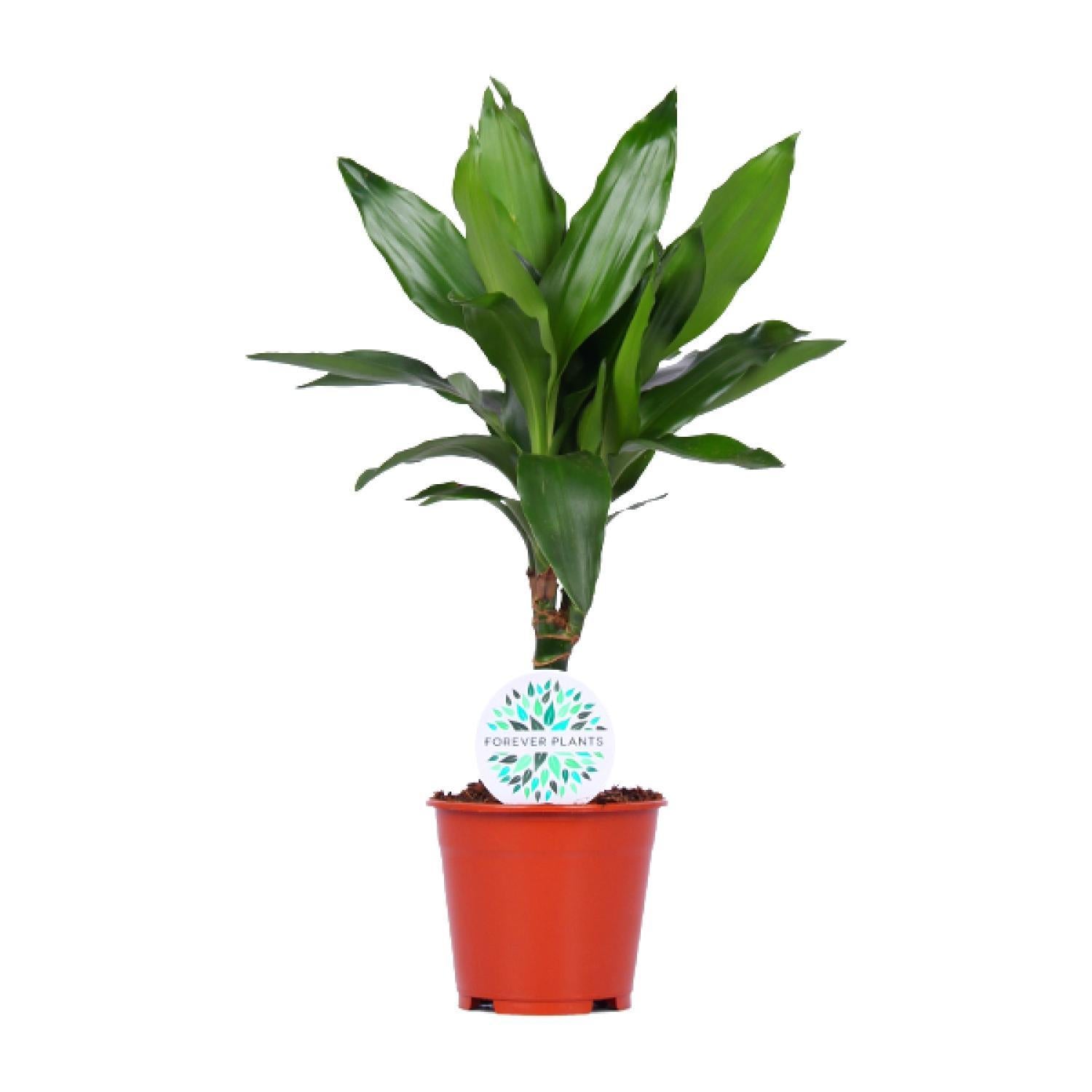 Drachenbaum Janet Lind - Dracaena Janet Lind - Ø14cm - ↕55cm