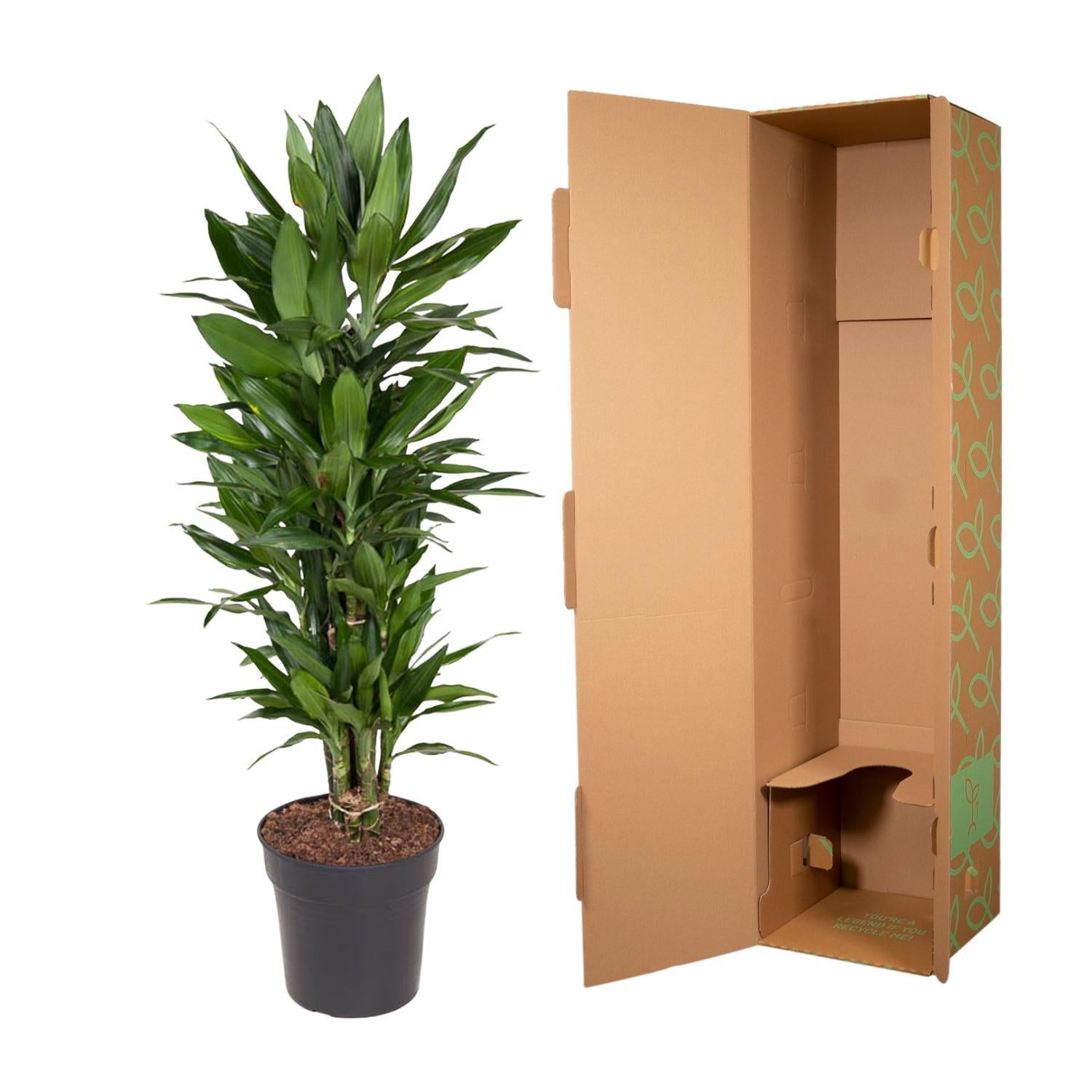 Drachenbaum Janet Lind - Dracaena Janet Lind verzweigt - 110 cm - ø27