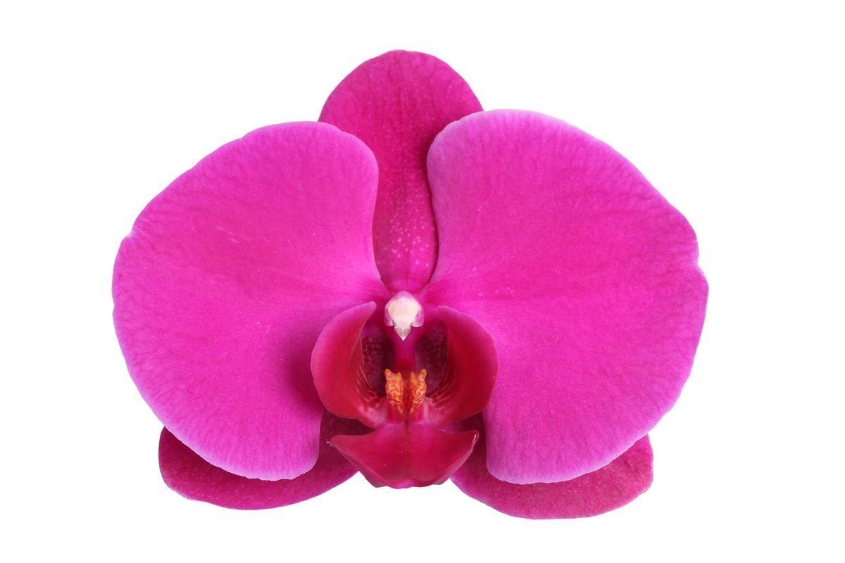 Orchidee Phalaenopsis Joyride - 3 tak - 60 cm - Ø12cm