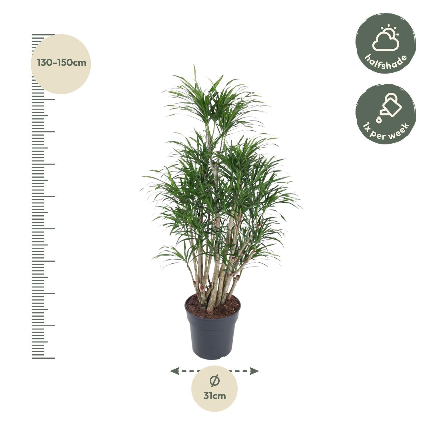 Drachenbaum Anita - Dracaena Anita  140 cm - ø31