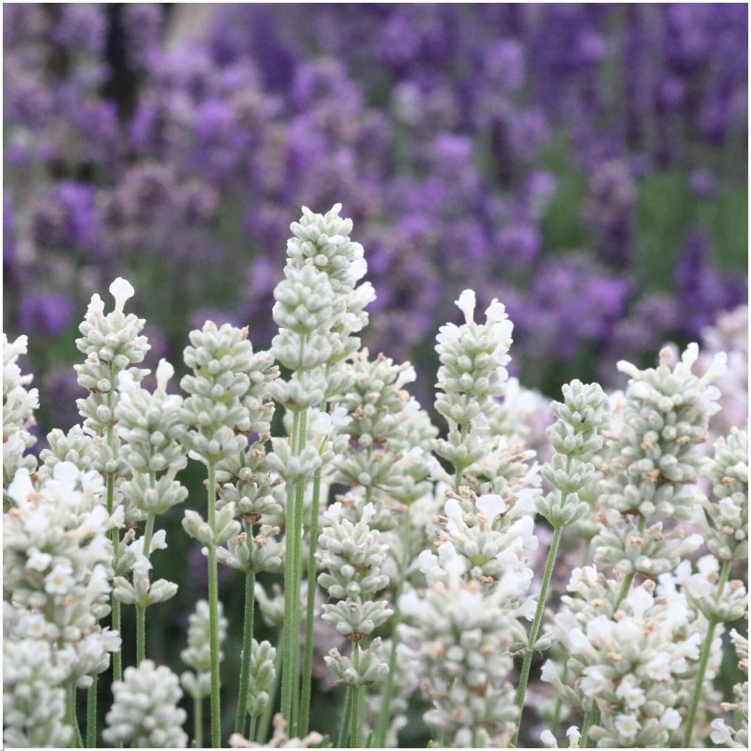 4 x 6 pakje Lavendel angustifolia wit - 24 x Ø7 cm - ↕15 cm 