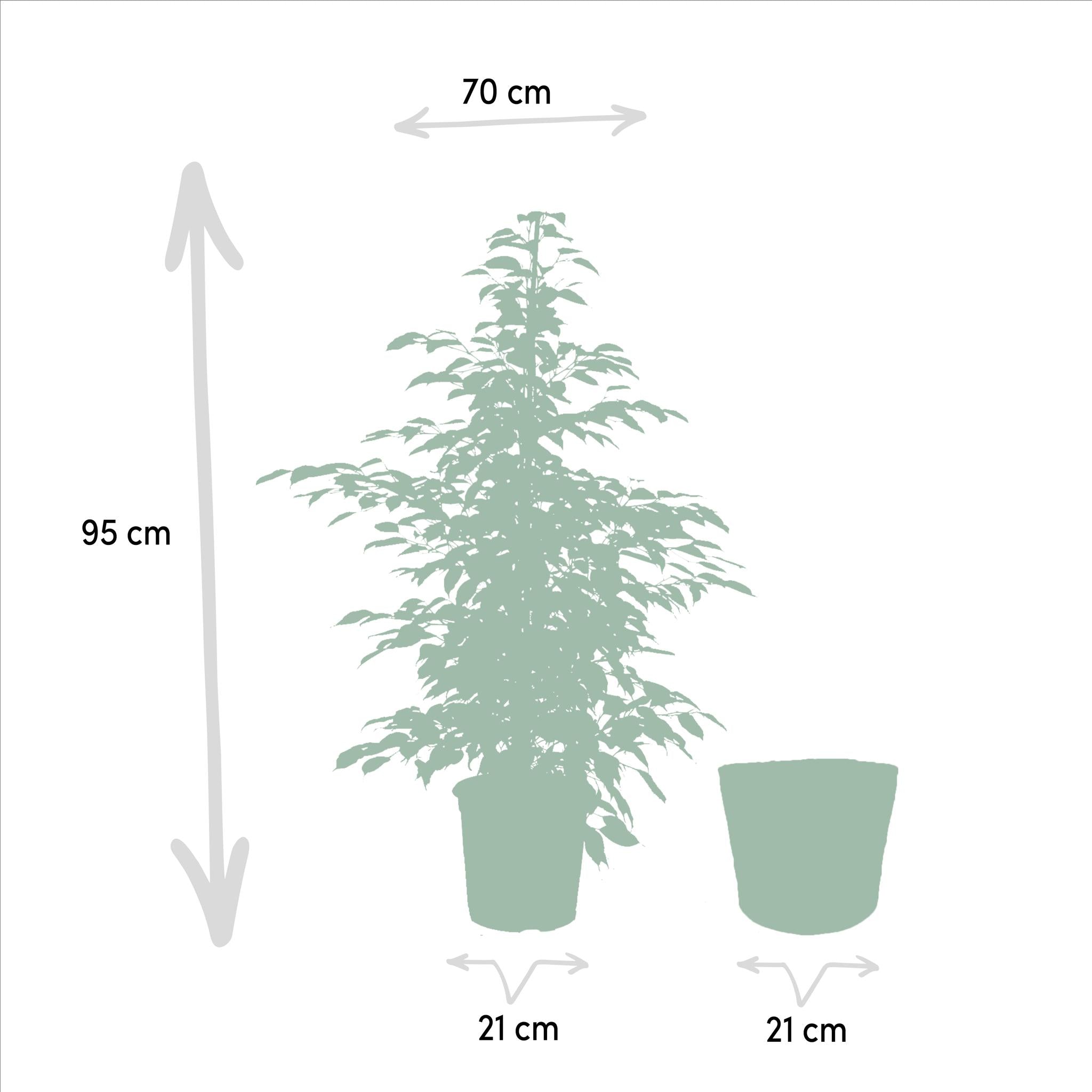 Birkenfeigen Mix - Ficus Benjamina Danielle - Ø21cm - ↕95cm + Ficus Benjamina Twilight - Ø21cm - ↕95cm + Ficus Microcarpa Moclame - Ø21cm - ↕95cm + Korb Selin