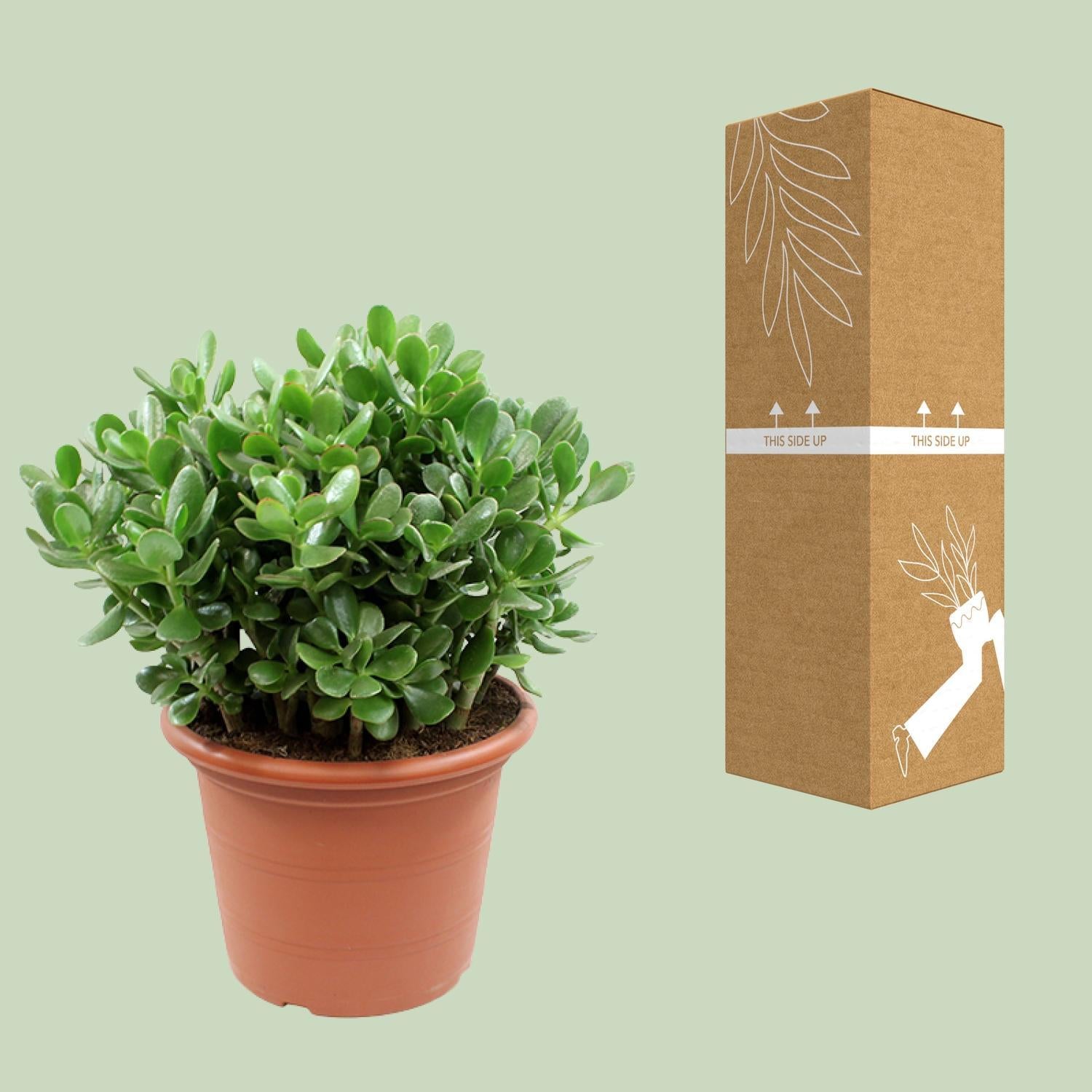 Gummibaum -Crassula Ovata - Geldbaum, Jadepflanze, Glückspflanze - Ø30cm - ↕50cm