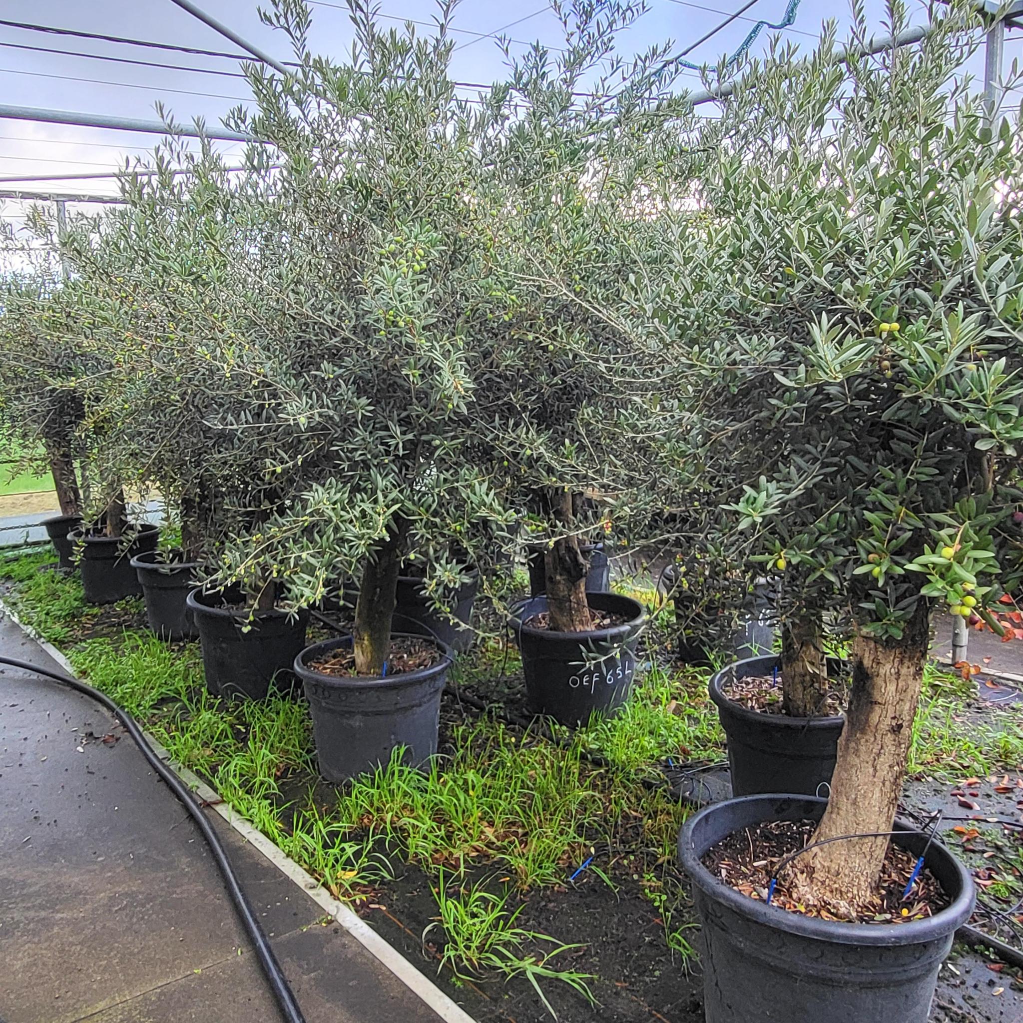 Olea Olive europaea am Stiel 35 Liter, Olive am Stiel