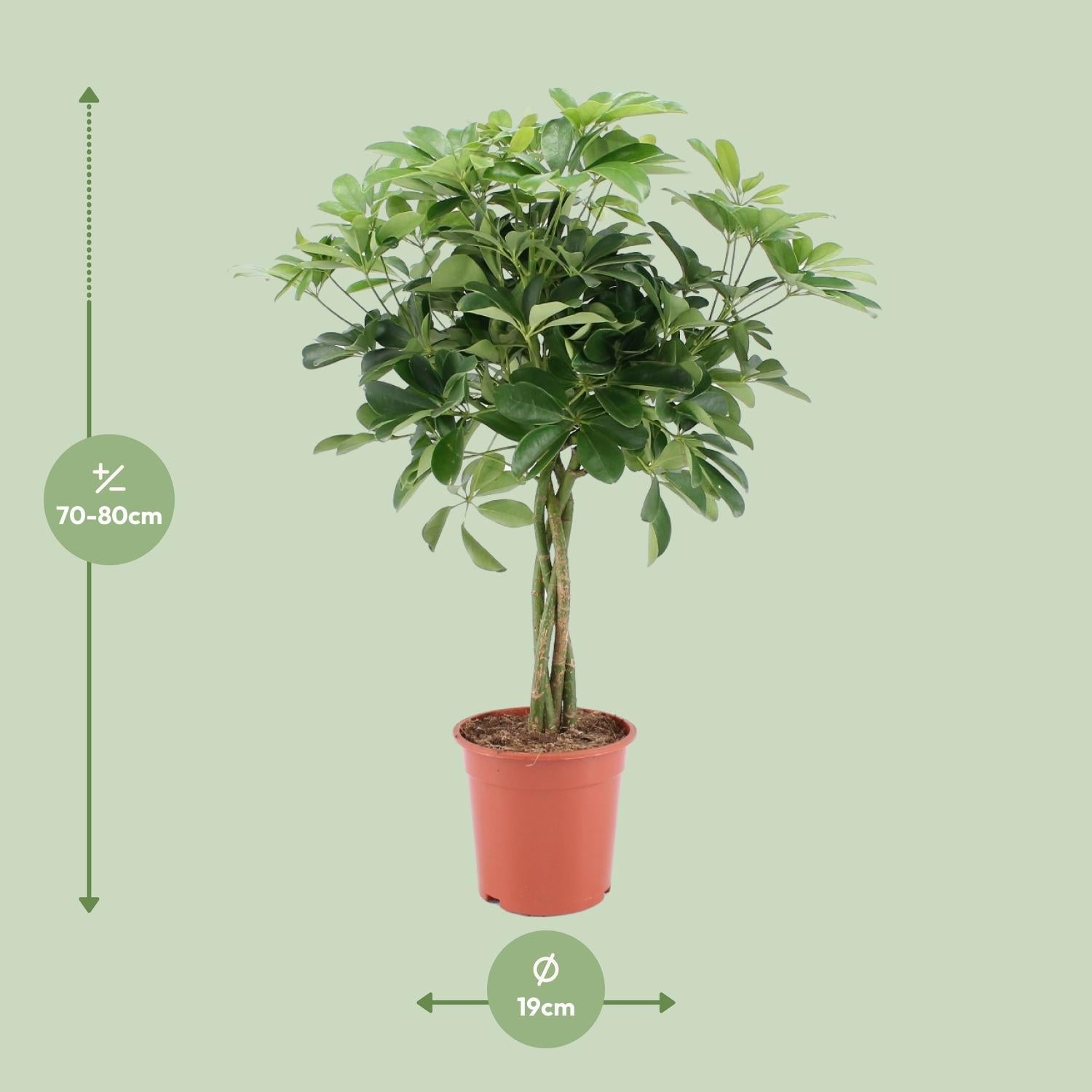 Schefflera Arboricola Nora - Ø19cm - ↕75cm