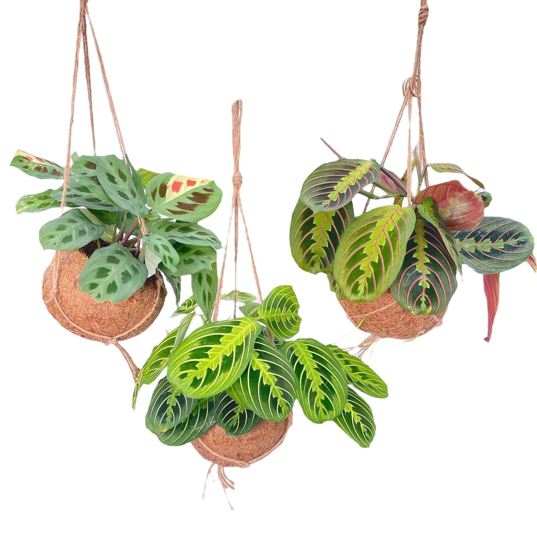 Japanischer Moosball - Kokodama Maranta Mix - 3 Stück - Ø15cm - ↕20cm