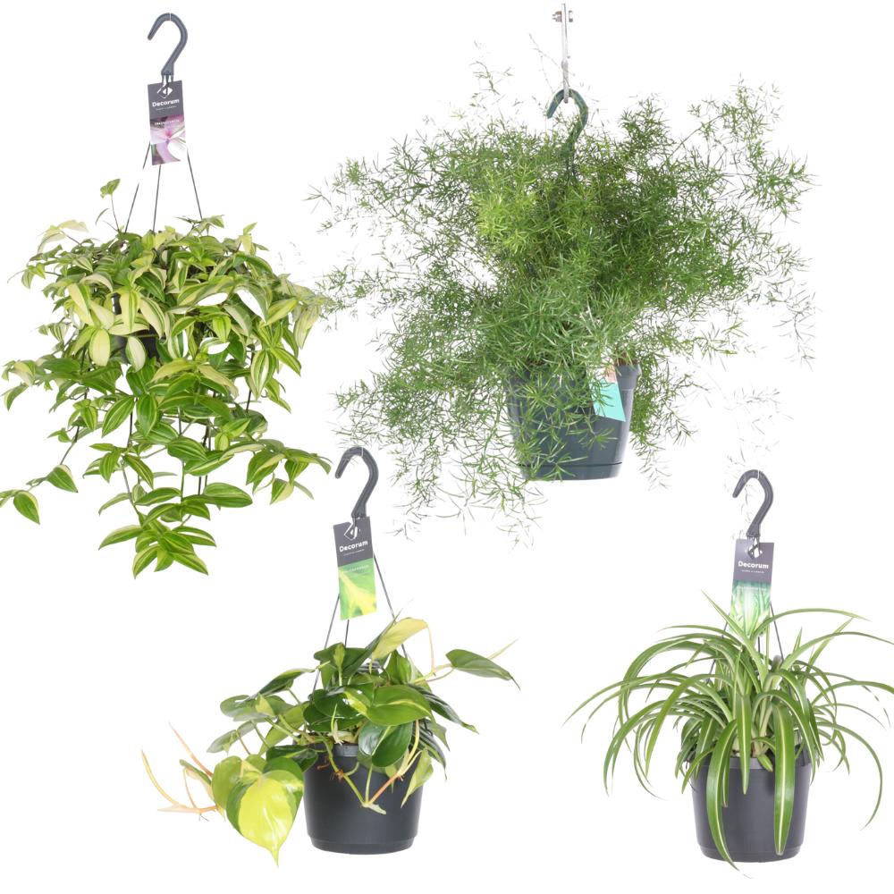 Kamerplantenmix hangoases - 4 stuks - Ø17cm - ↕35-40cm