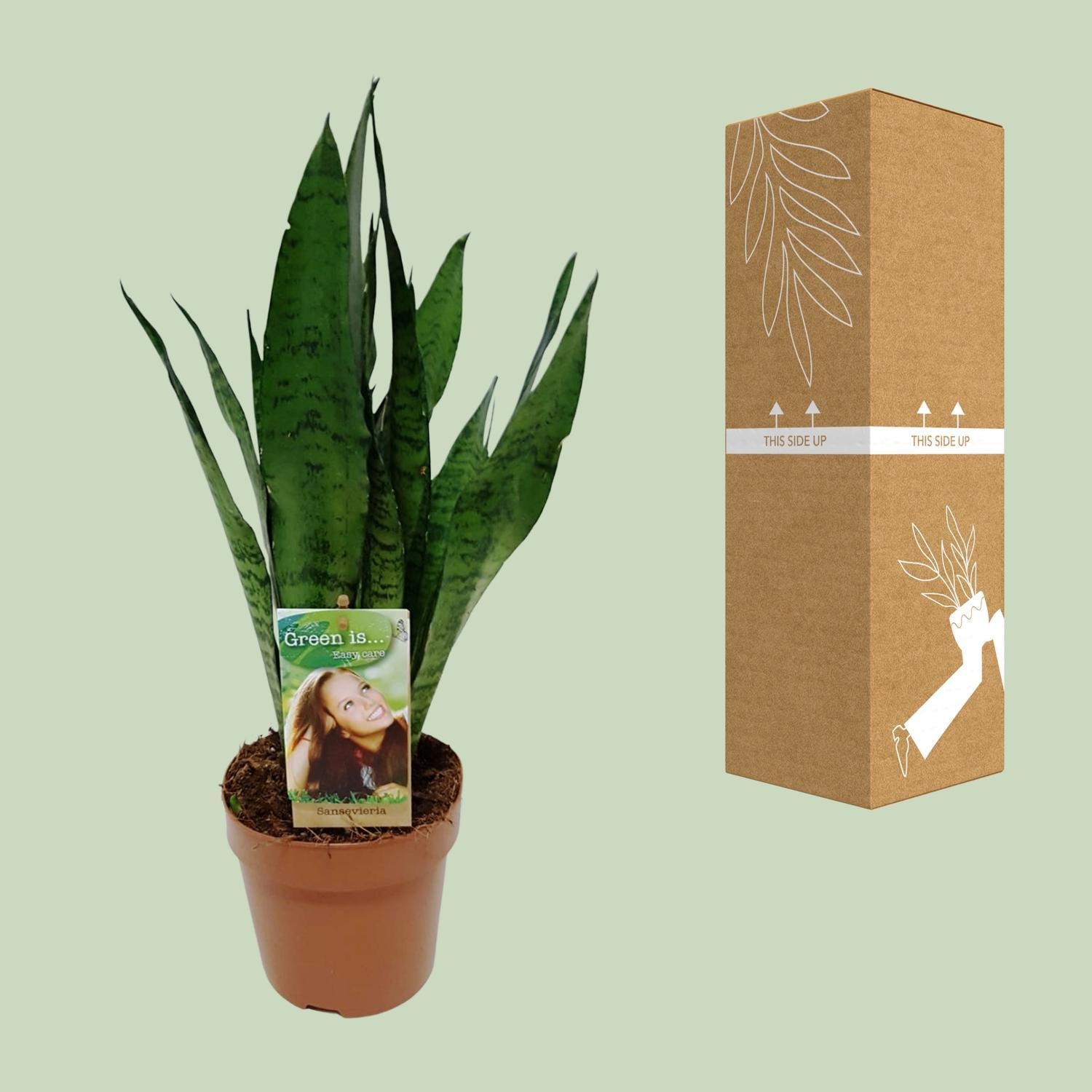 Ceylon Bogenhanf - Sansevieria Zeylanica - Ø17cm - ↕60cm