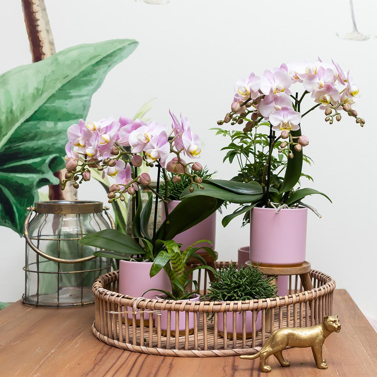 Kolibrie Thuis | Roze bloempot met goudpoot - Roze keramiek pot met gouden rand - Ø6cm