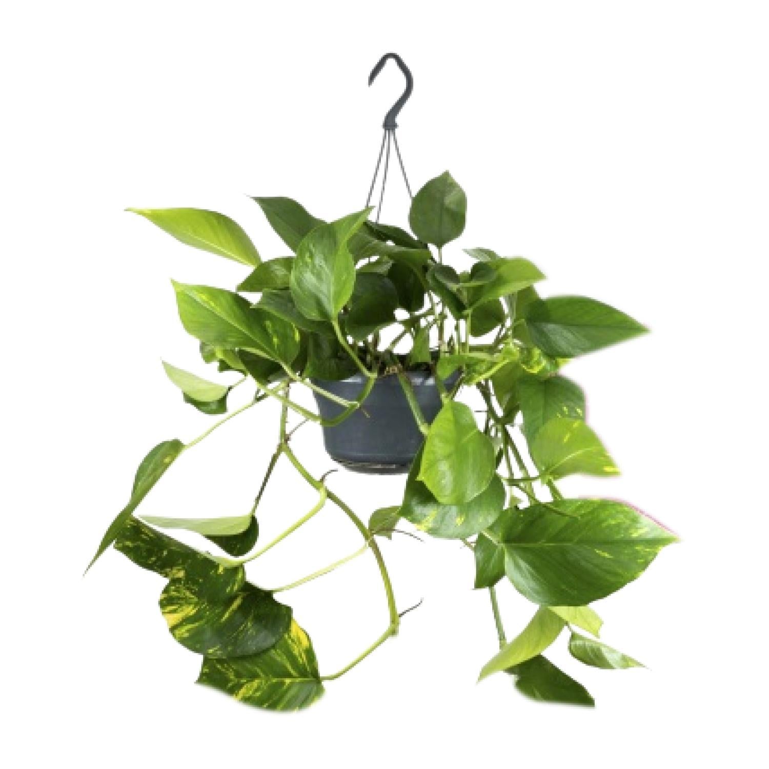 Efeutute - Epipremnum Aureum Mosstok - Ø15cm - ↕60cm mit Moosstock