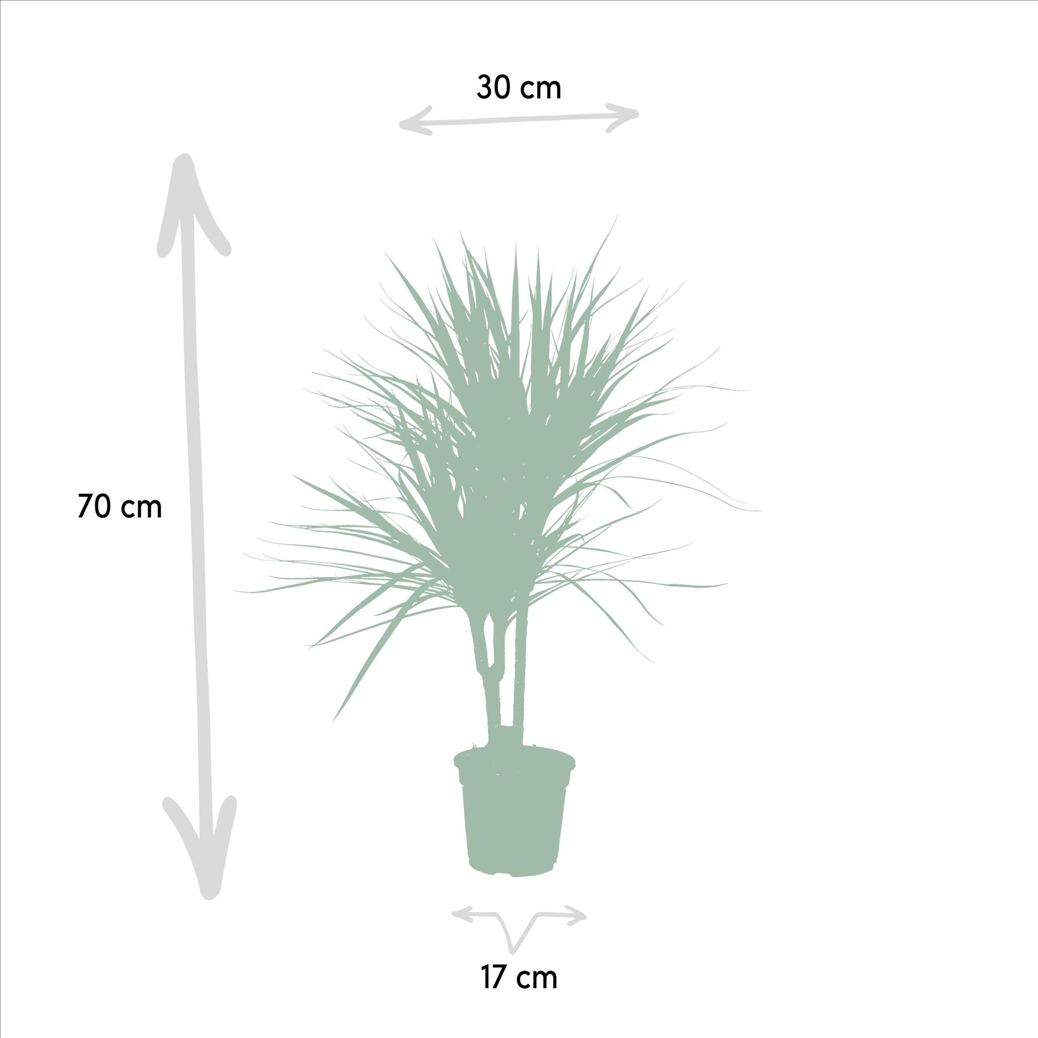 Drachenbaum Marginata - Dracaena Marginata - Ø17cm - ↕90cm