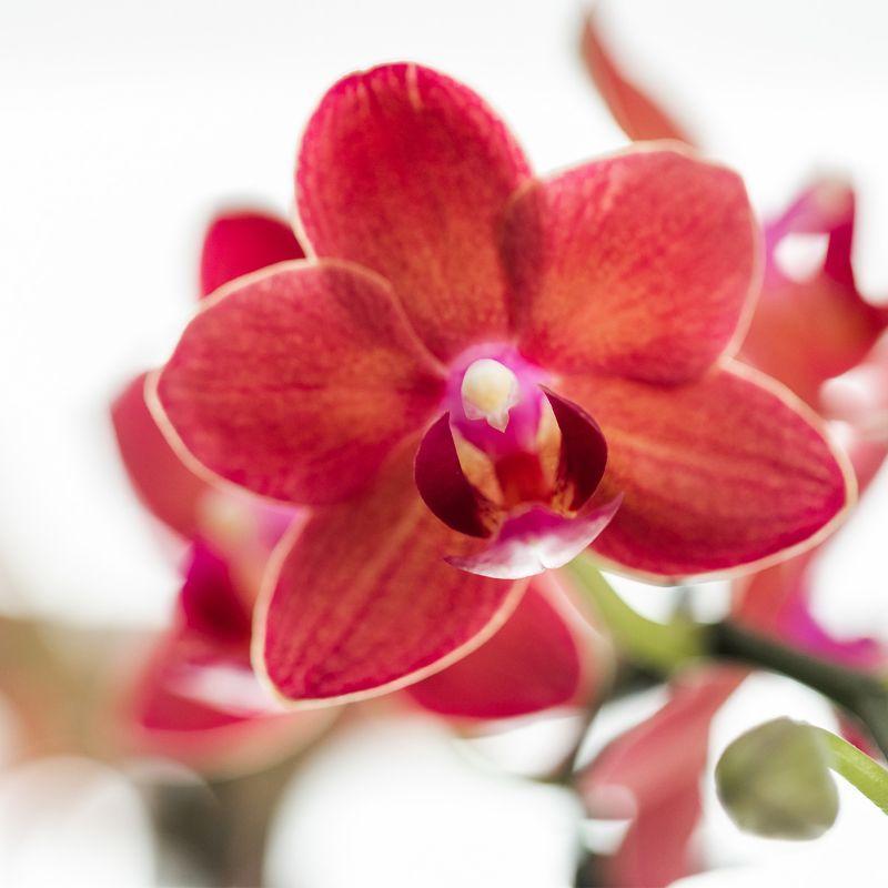 Orchidee Rote Phalaenopsis Orchidee - Congo + Gummitopf Travertin - Topfgröße Ø9cm - 40cm hoch | blühende Zimmerpflanze im Blumentopf - frisch vom Züchter