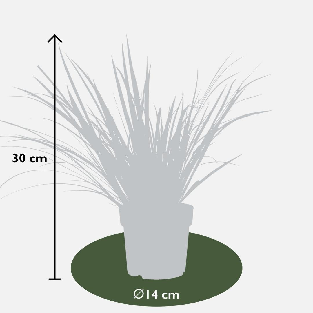 Ziergras Japanischer Schachtelhalm - Acorus gramineus 'Argenteostriatus' 3 Stück - Ø 14 cm - ↨ 30 cm