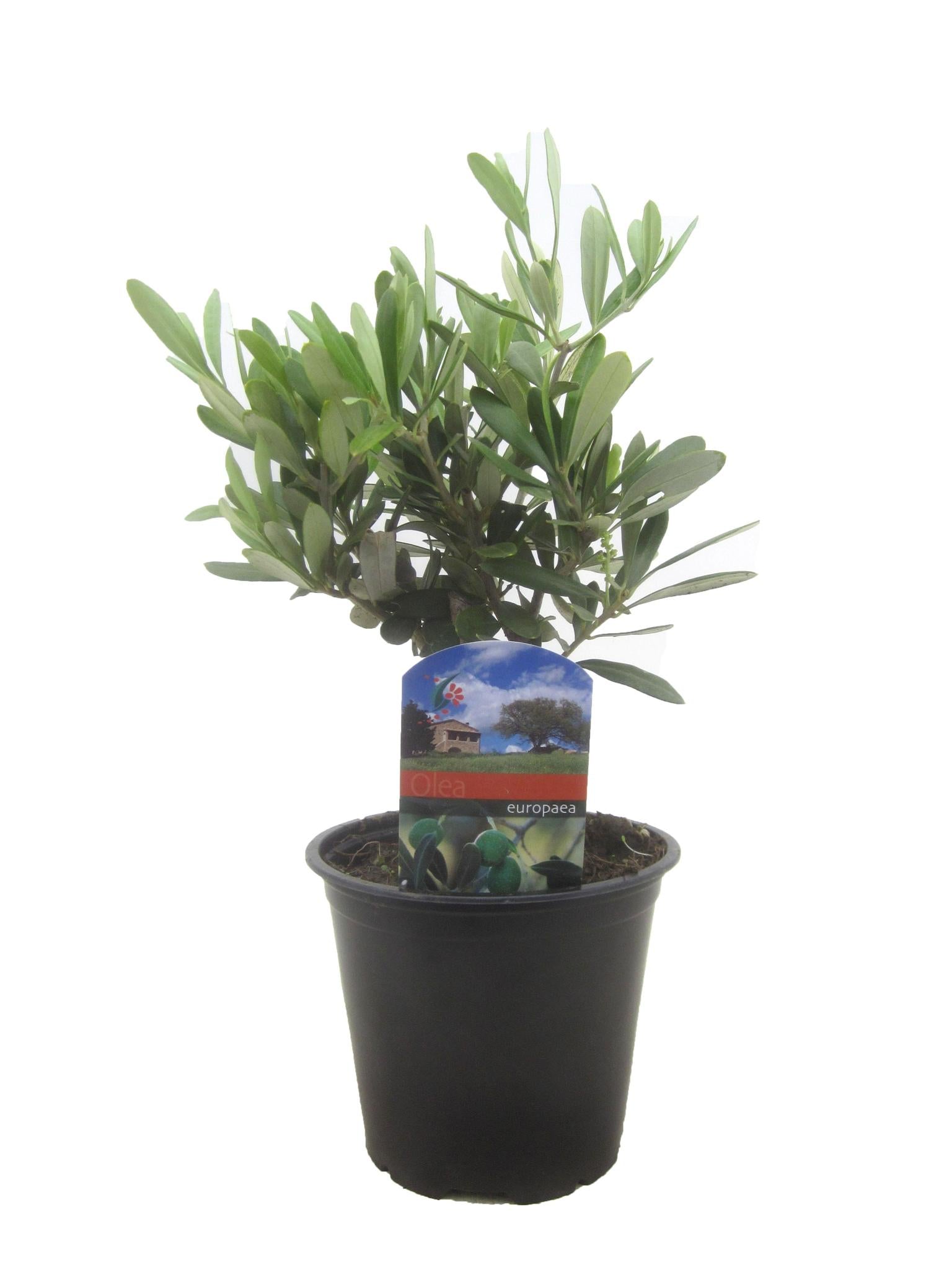 Olea Olive Europaea Strauch - Ø14cm - ↕30cm