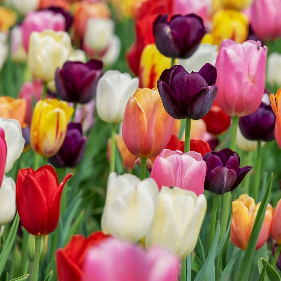 Tulpen Mix Medium - Vorteilspackung, 50 Blumenzwiebeln für 1 qm Blumenpracht  Größe 12+