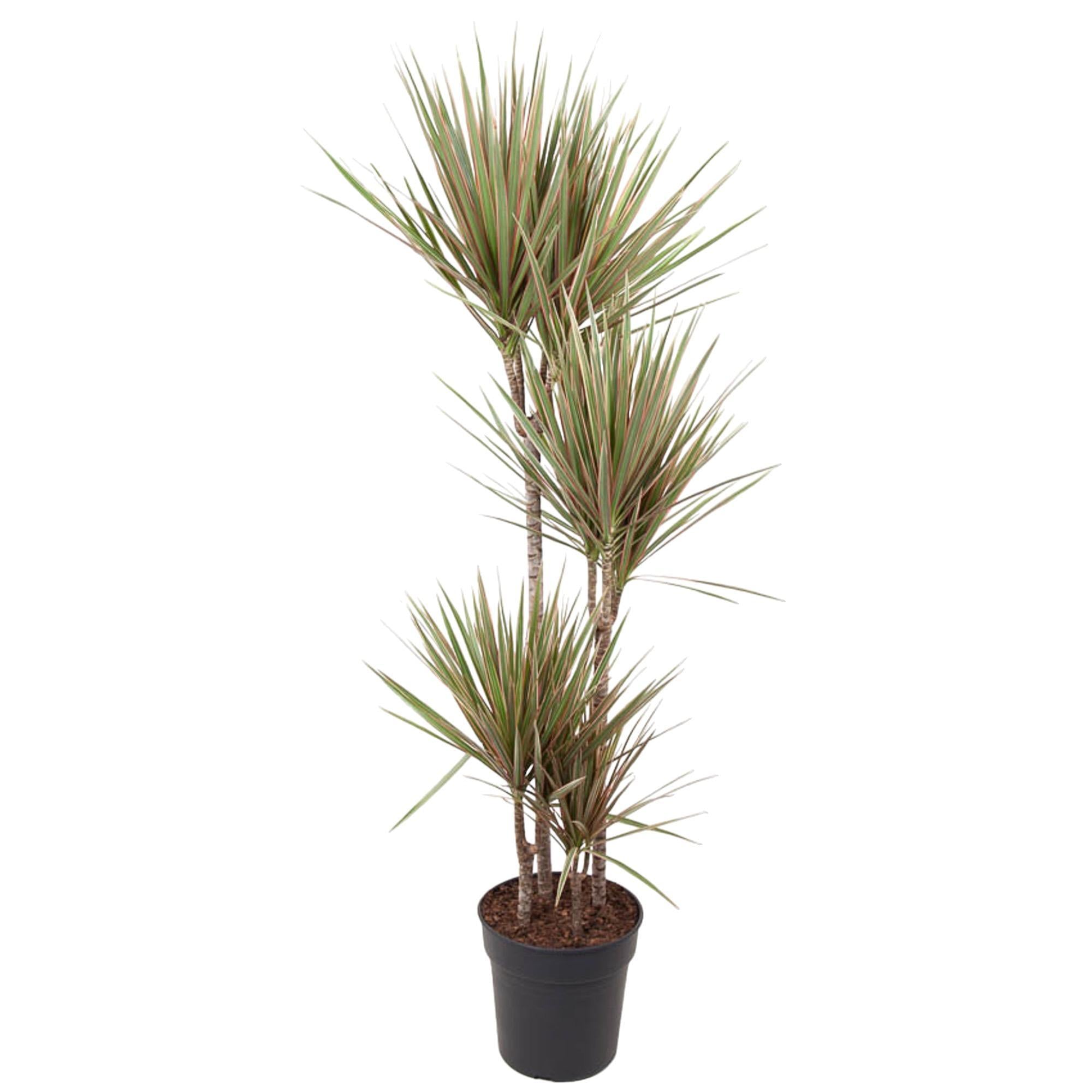 Drachenbaum Bicolor - Dracaena Bicolor - Drachenbaum  160 cm - ø27