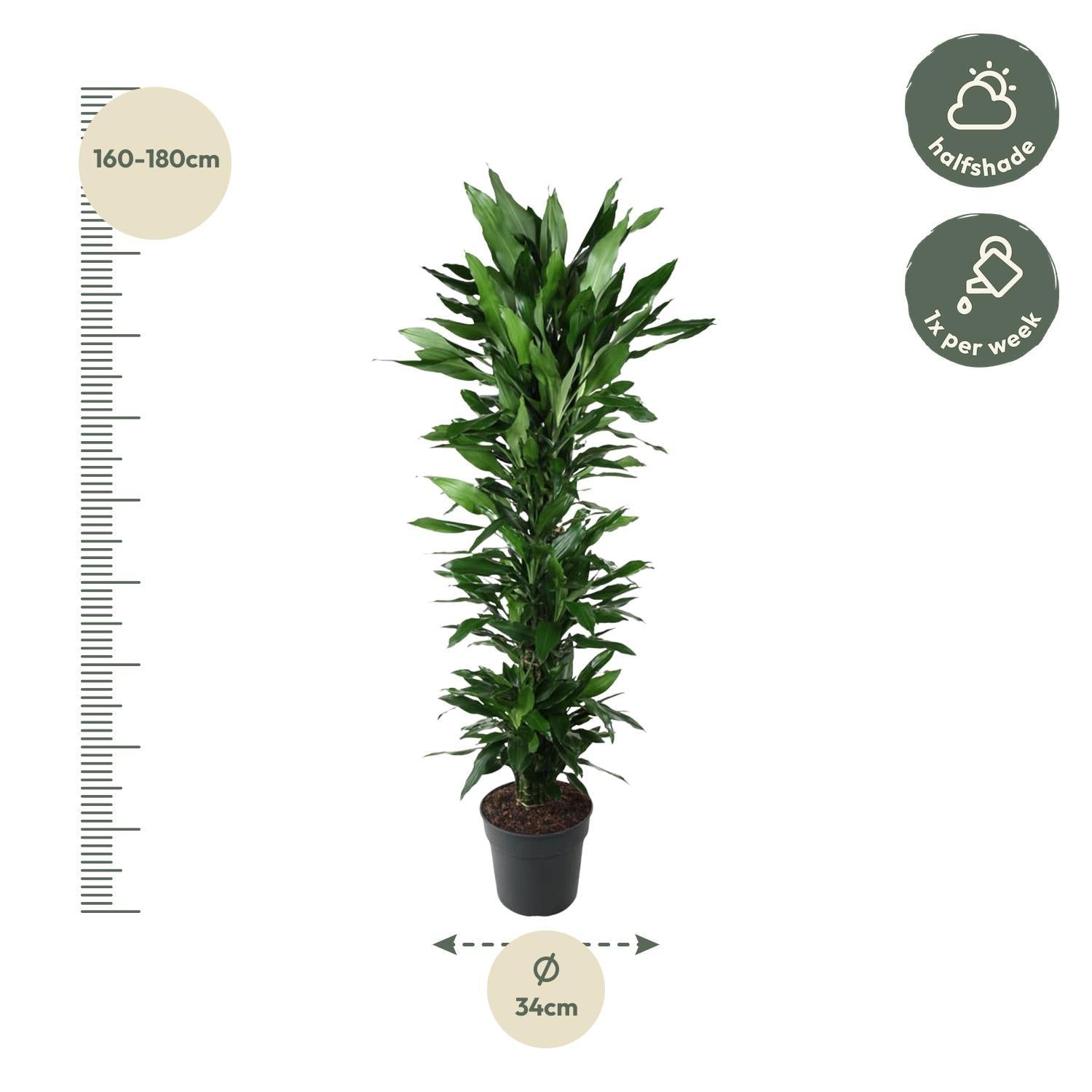 Drachenbaum Janet Lind - Dracaena Janet Lind verzweigt - 170 cm - ø34