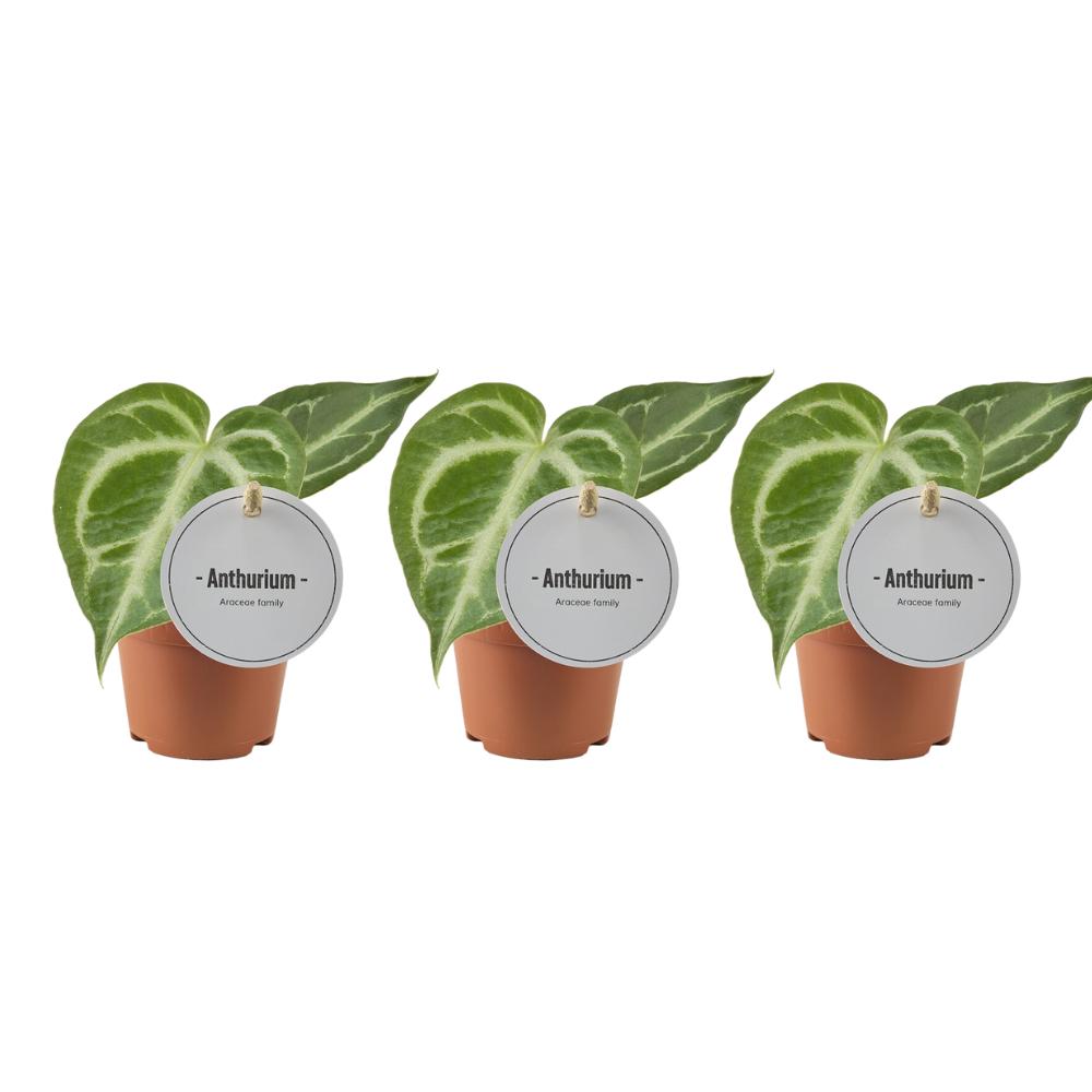 Anthurium Silver Blush - Anthurie - Ø6cm - ↕15cm    3 Stück