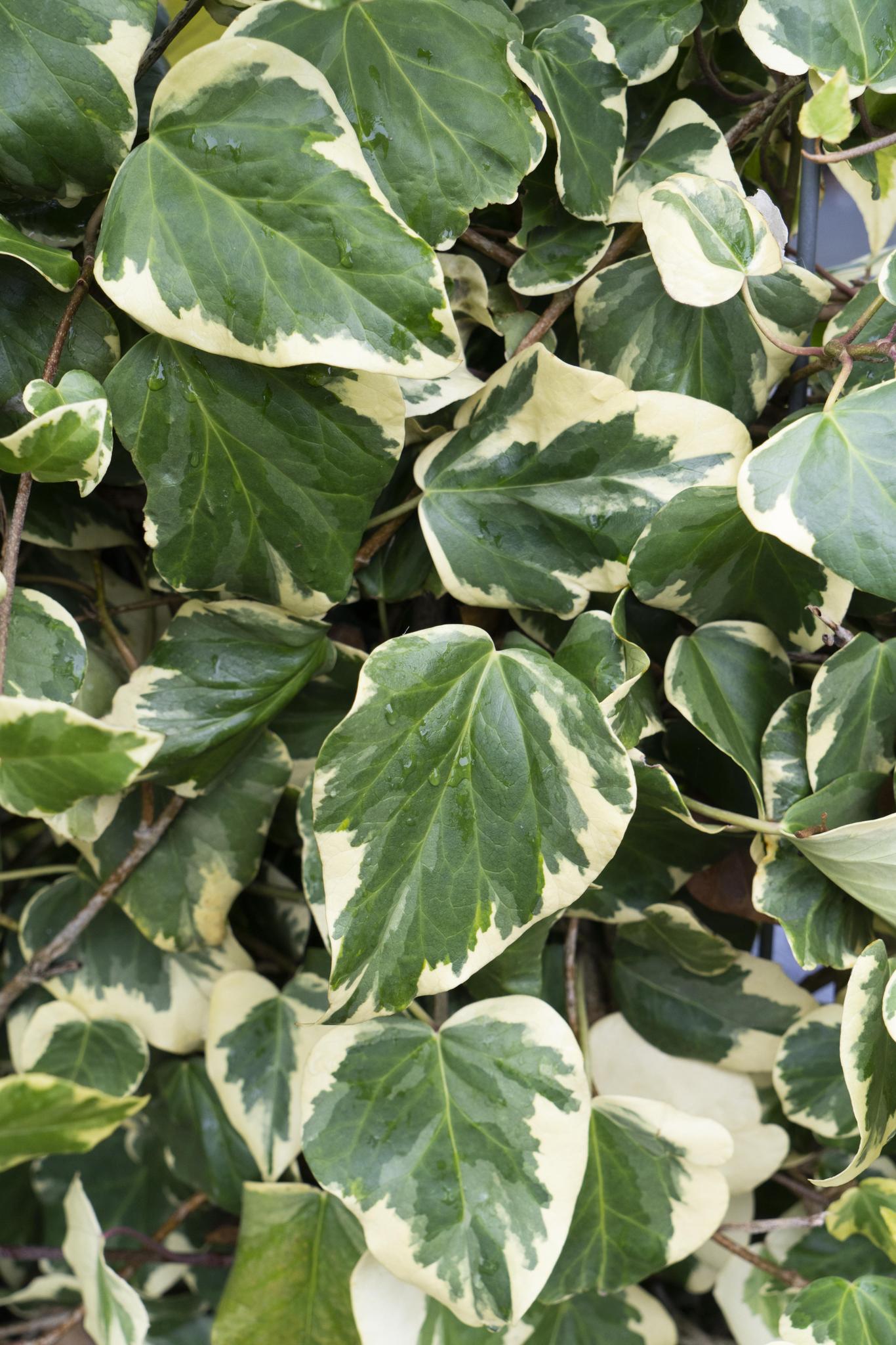 Kaukasische Efeu - Hedera colchica 'Dentata Variegata' - Weiß-grüner Efeu