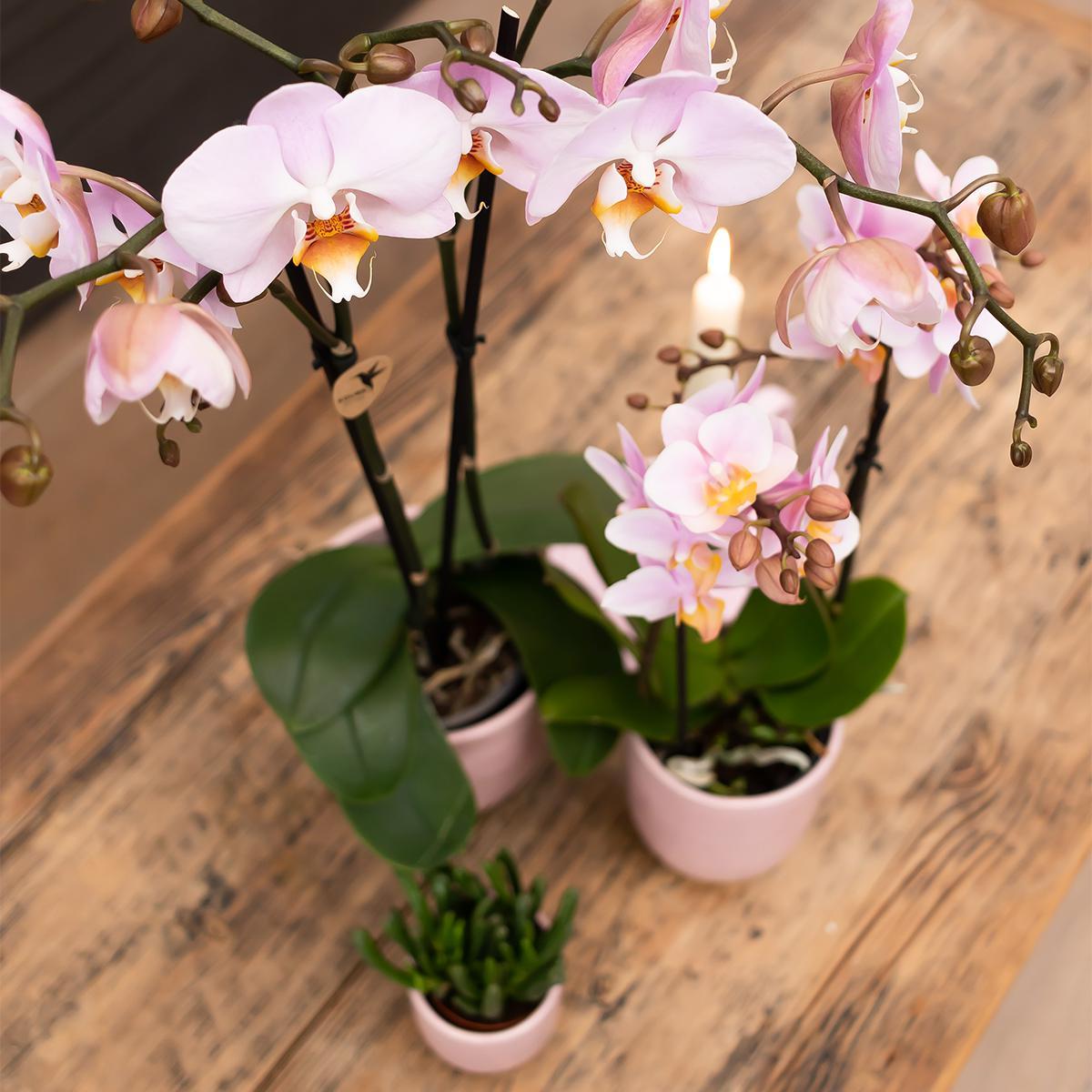 Orchidee rosa Phalaenopsis Mineral Kikion - Topfgröße Ø12cm | blühende Zimmerpflanze - frisch vom Züchter