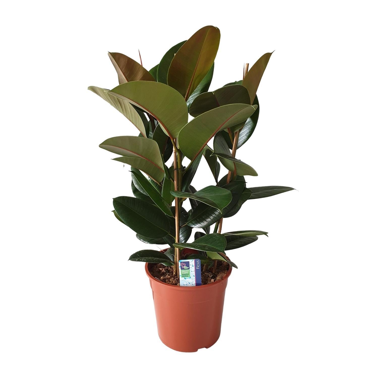 Gummibaum Ficus Elastica Robusta - Ø27cm - ↕80cm