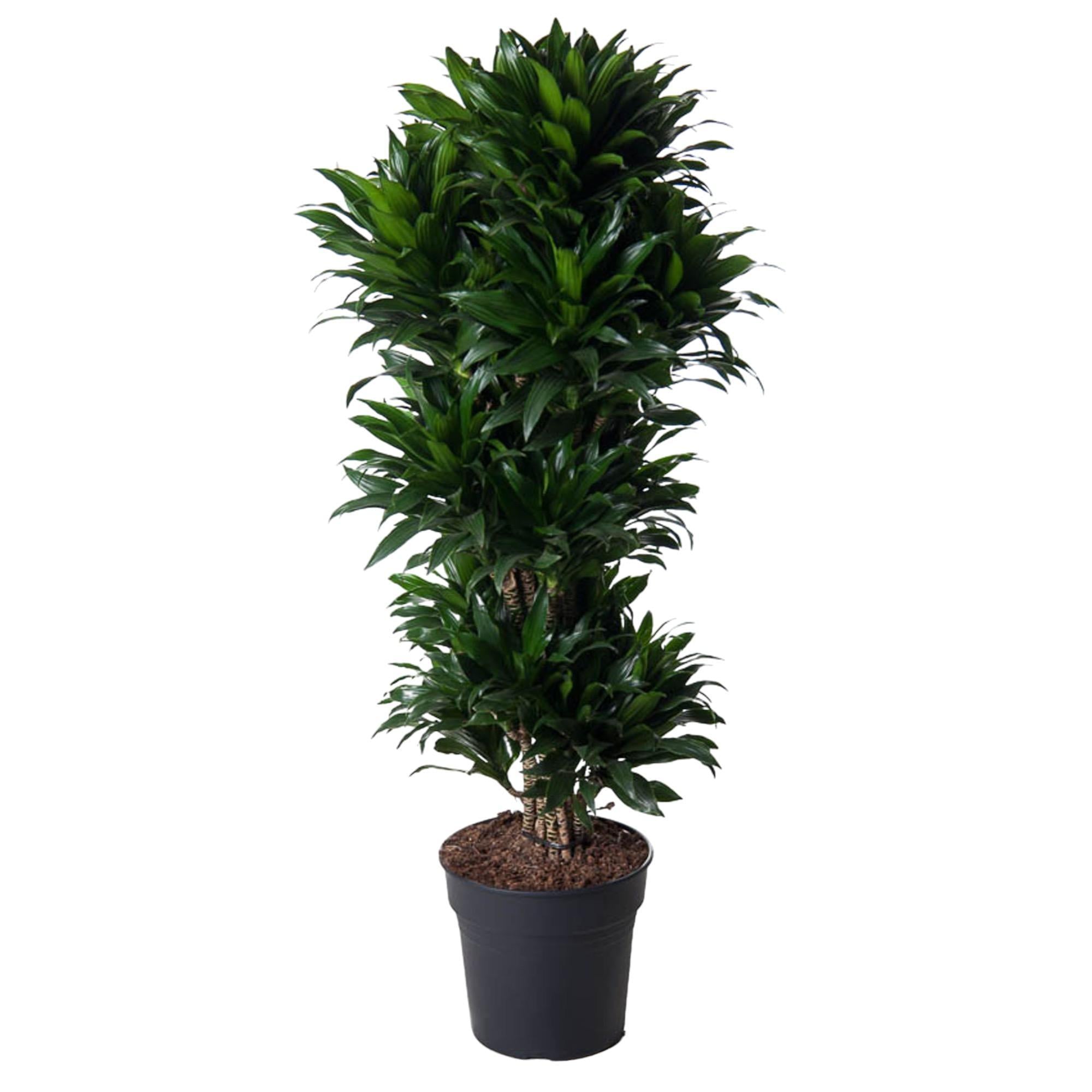 Drachenbaum Janet Craig Compacta - Dracaena Janet Craig Compacta - 140 cm - ø31