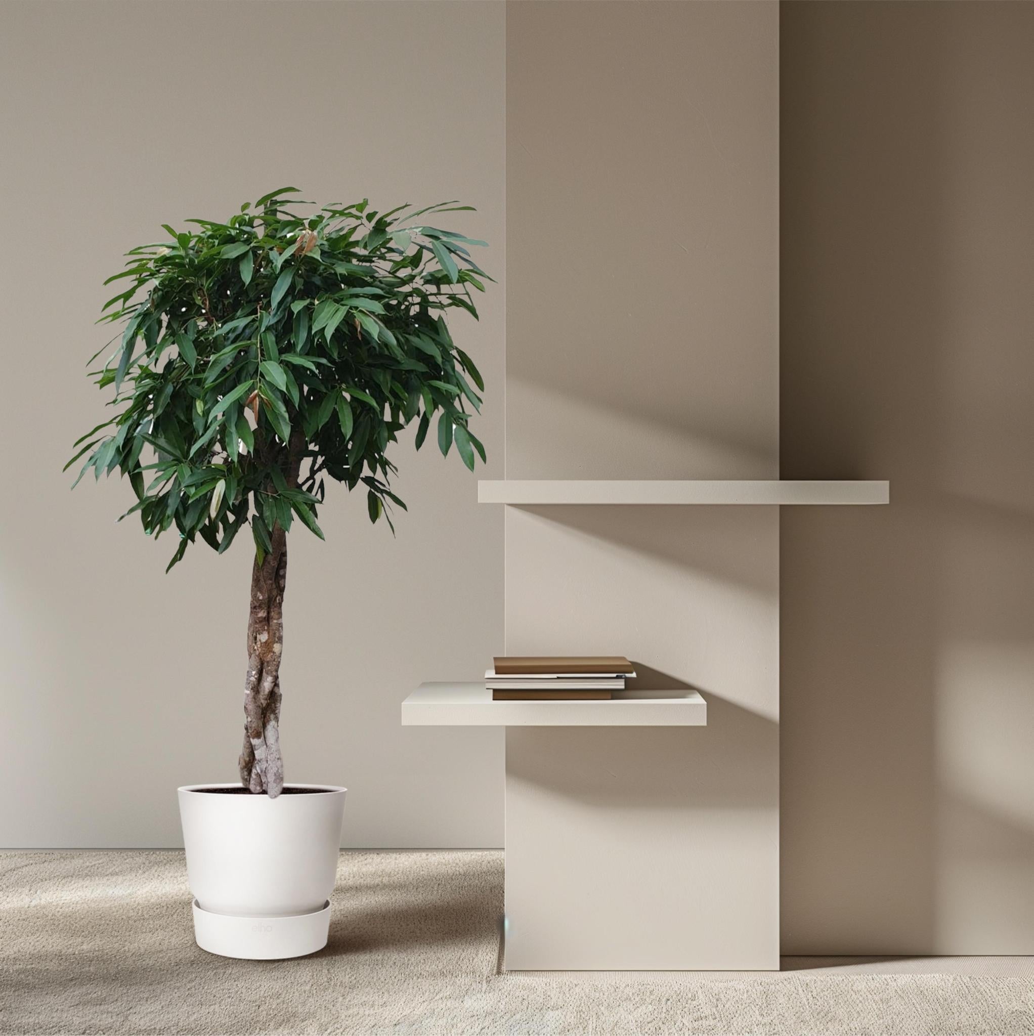 Gummibaum - Ficus Amstel King geflochtener Stamm - 190 cm - ø45