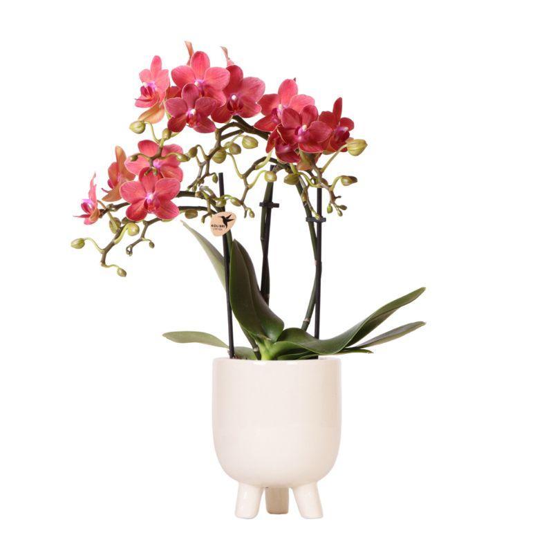 Orchidee Rote Phalaenopsis Orchidee - Congo + Gummitopf Travertin - Topfgröße Ø9cm - 40cm hoch | blühende Zimmerpflanze im Blumentopf - frisch vom Züchter