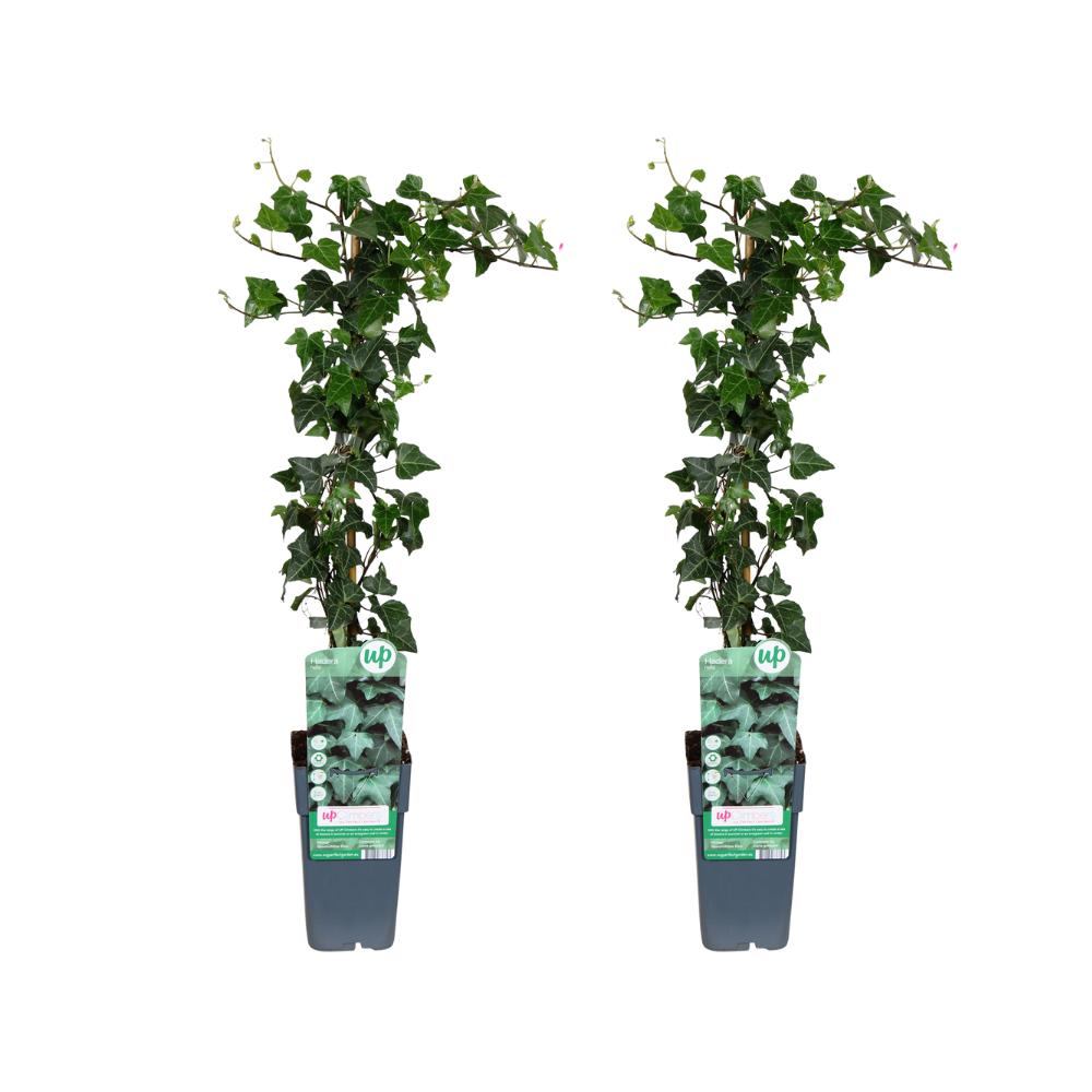 Grüner Gemeiner Efeu - Hedera helix - 2 Stück - Ø15cm - ↕65cm